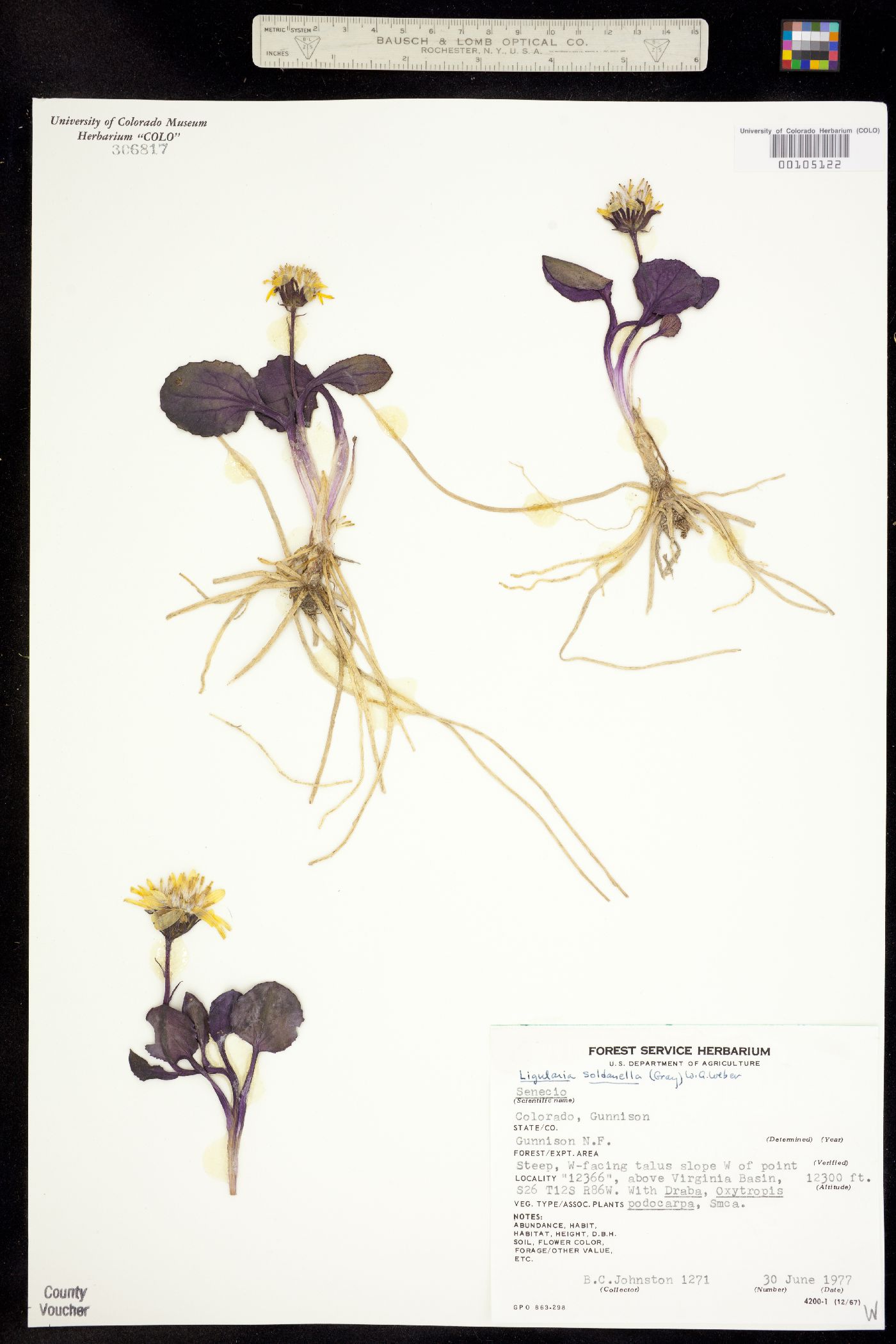 Senecio soldanella image
