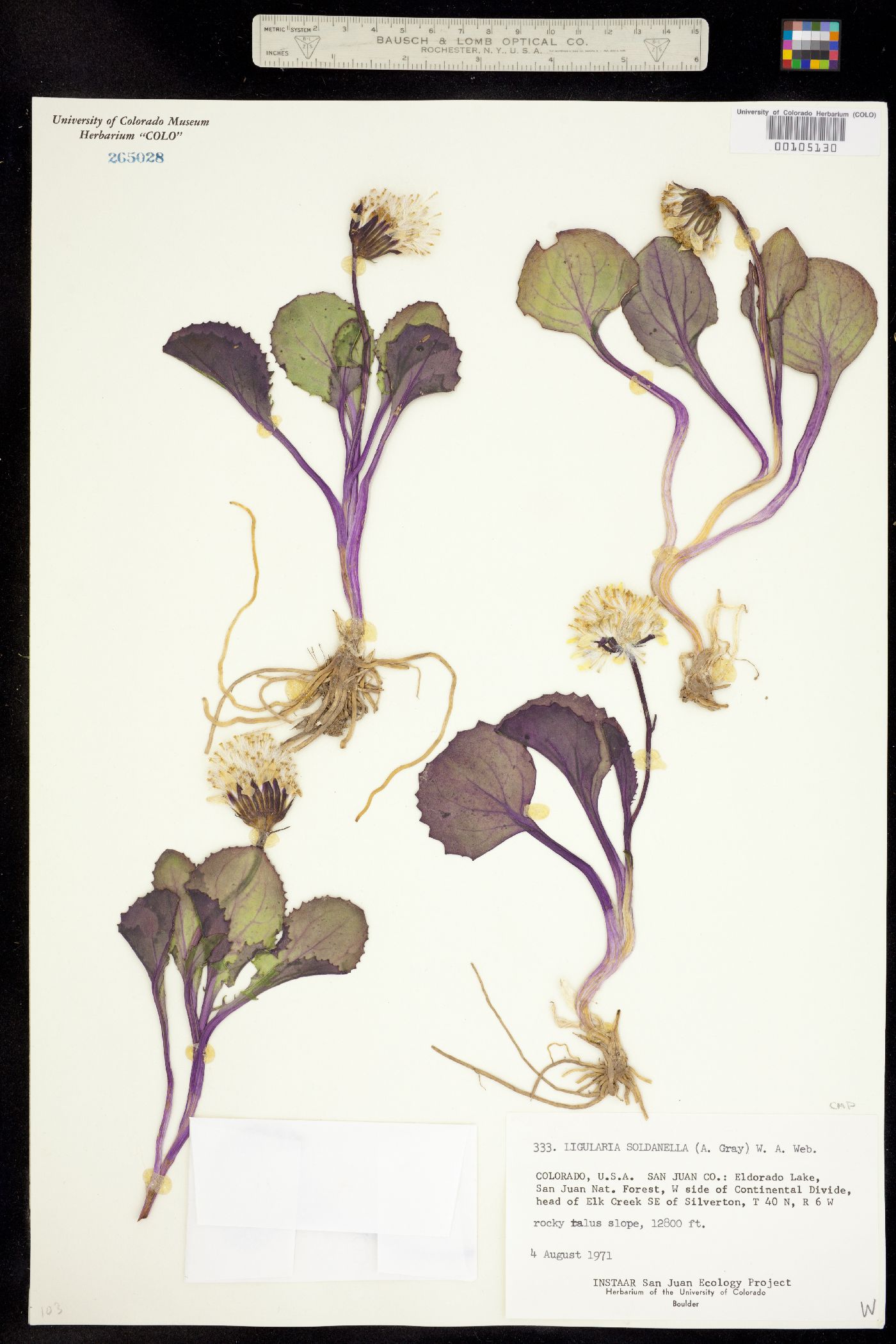 Ligularia image