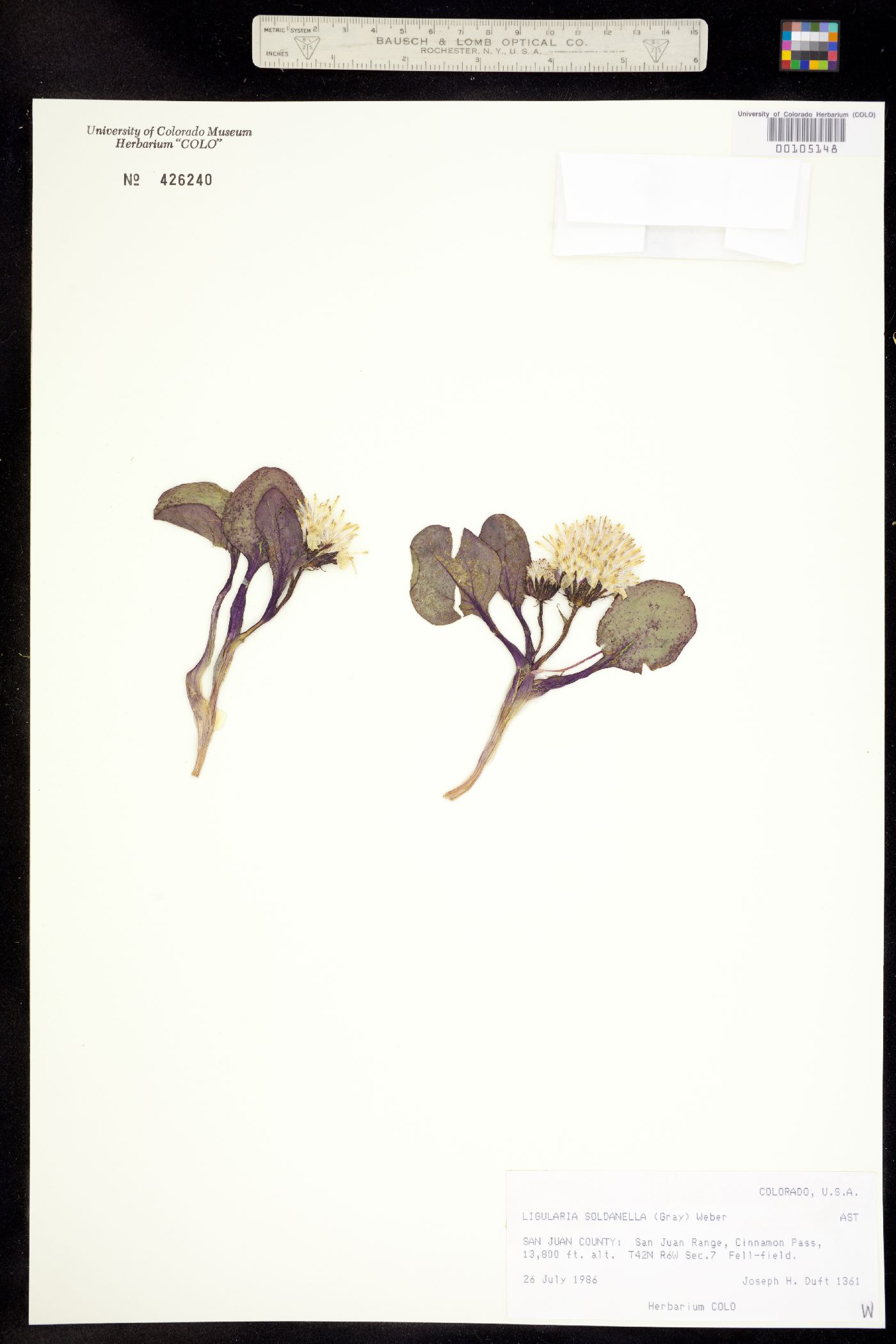 Senecio soldanella image