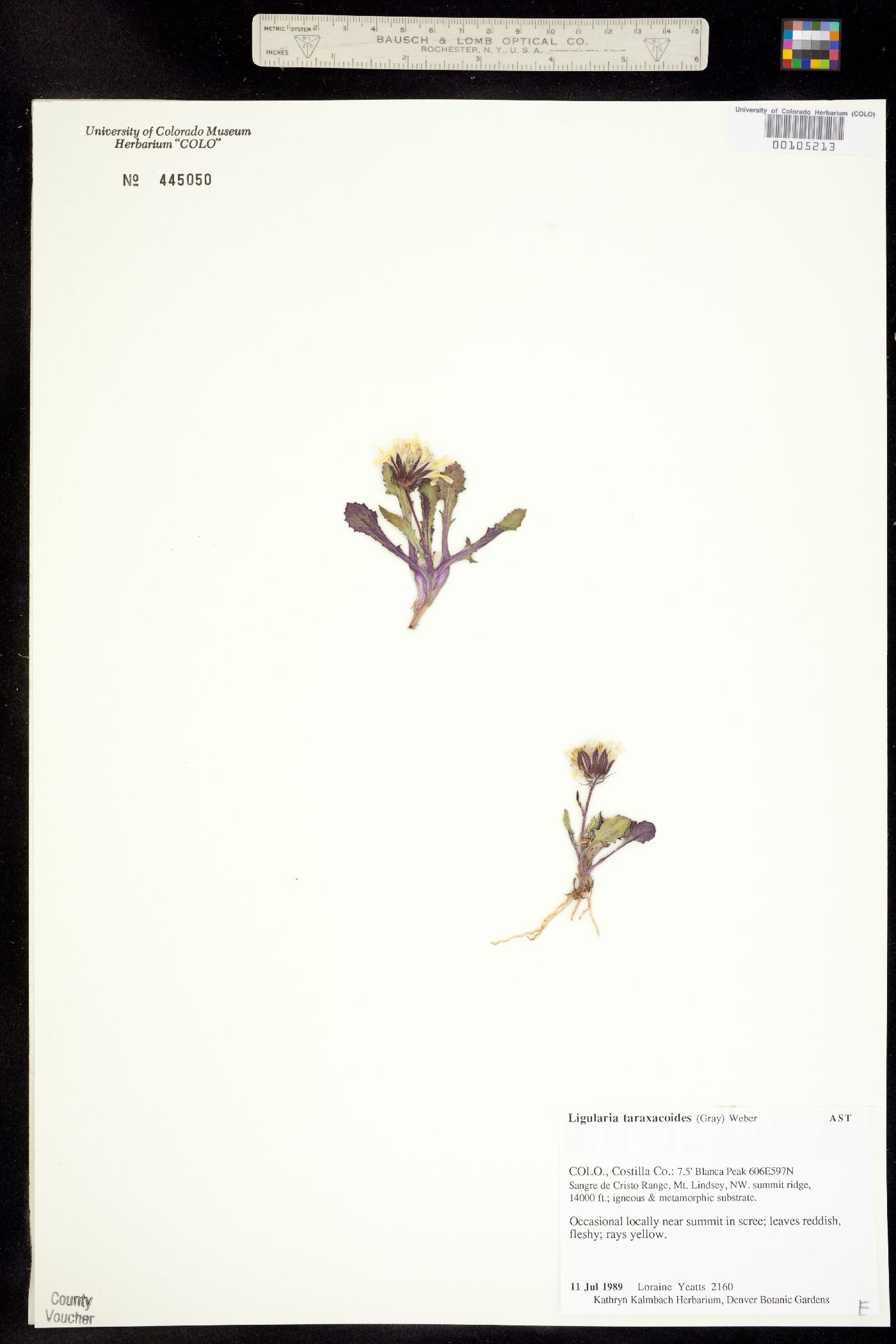 Senecio taraxacoides image