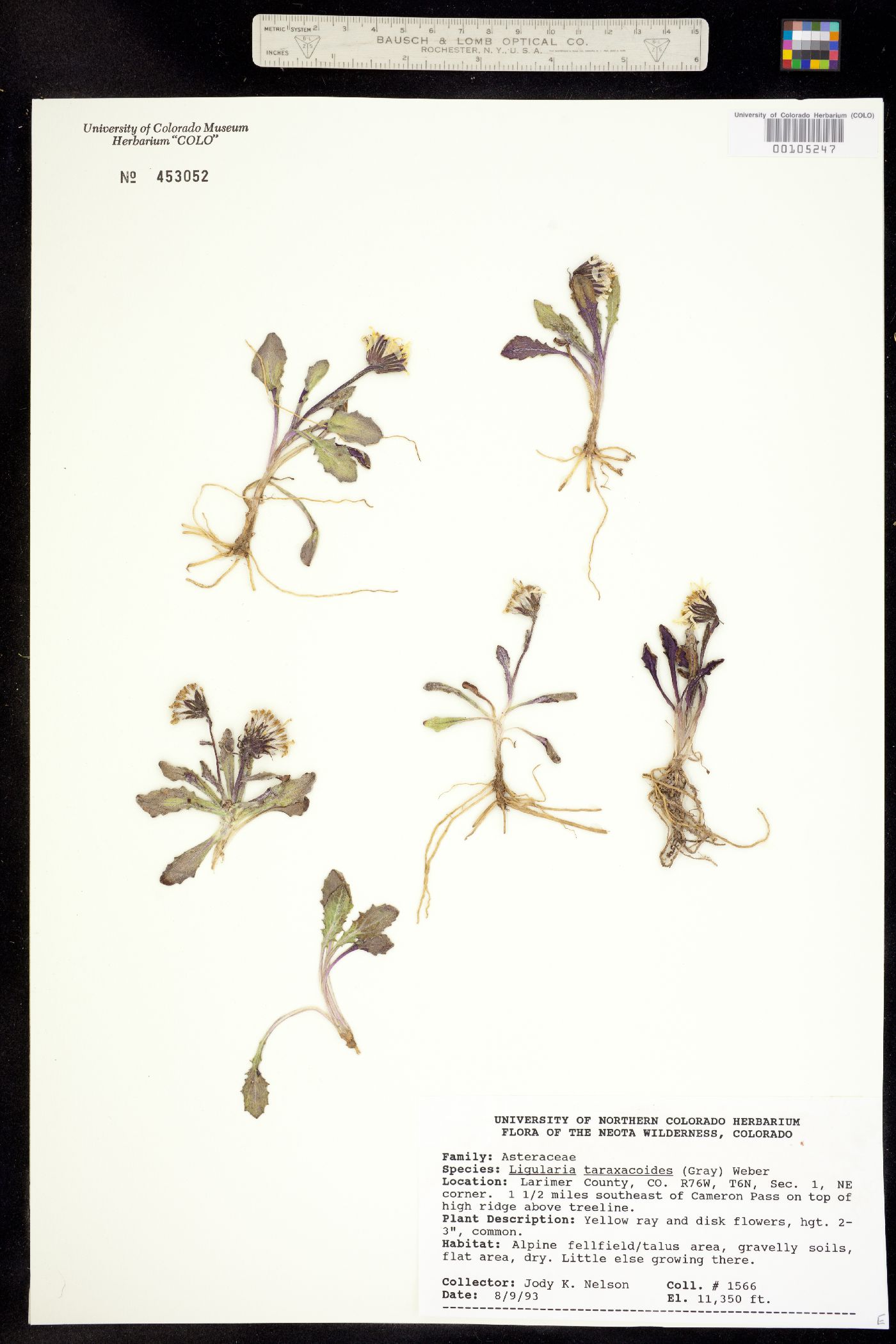 Senecio taraxacoides image