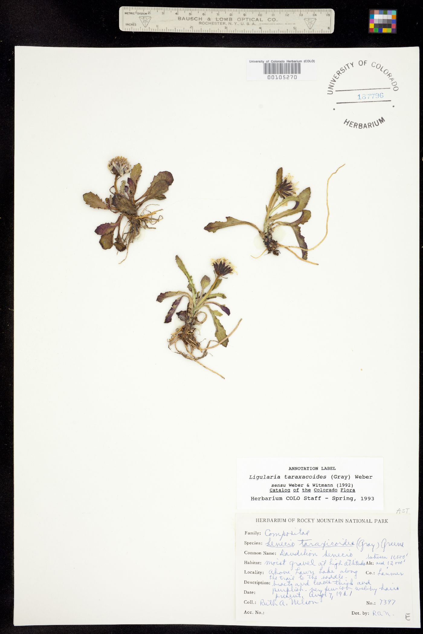 Senecio taraxacoides image
