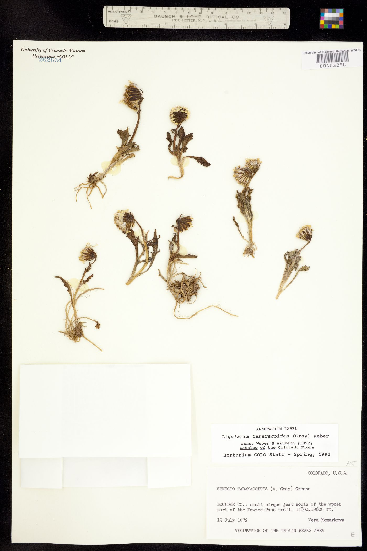 Senecio taraxacoides image