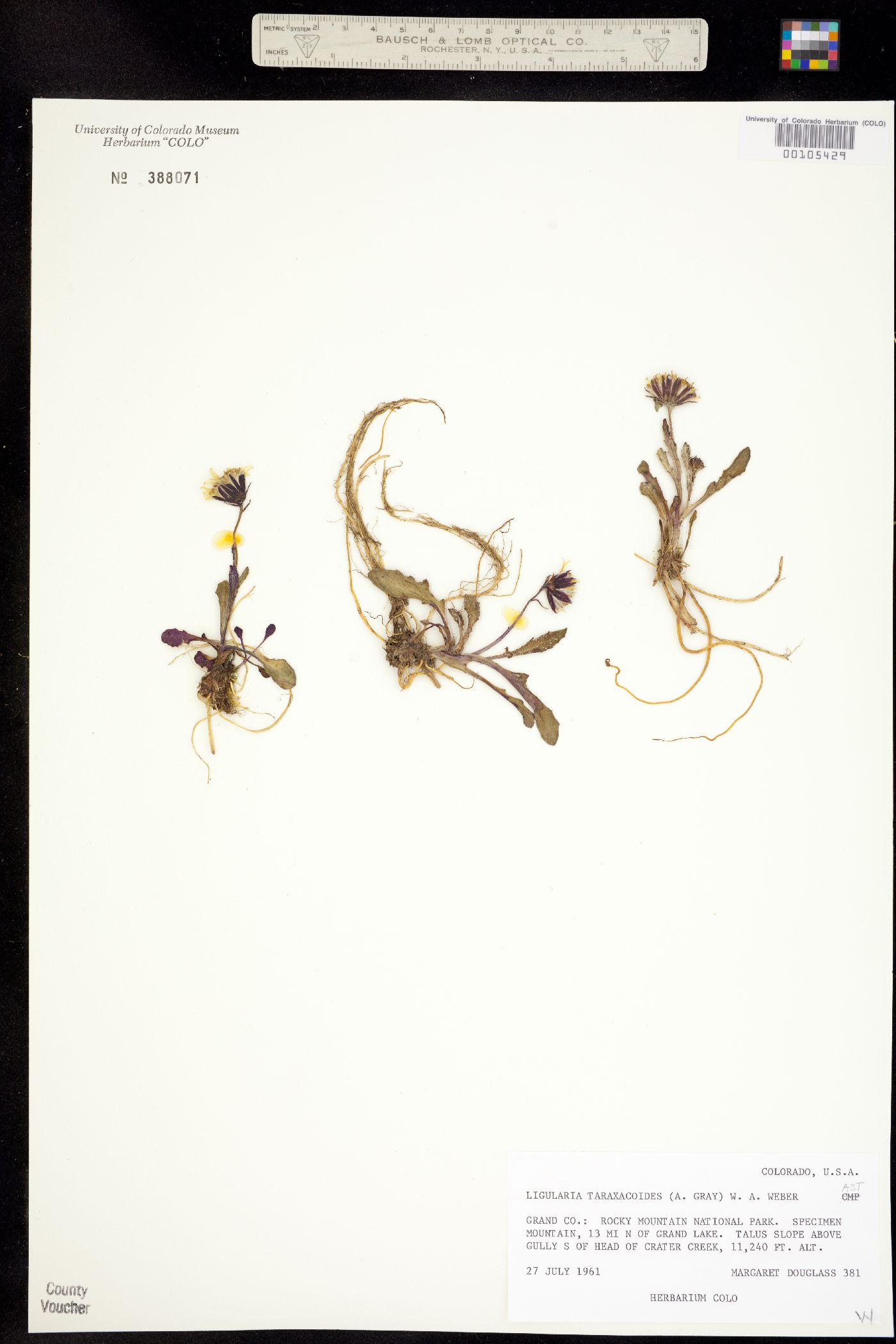 Senecio taraxacoides image