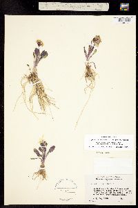 Senecio taraxacoides image