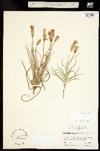 Image of Lygodesmia grandiflora