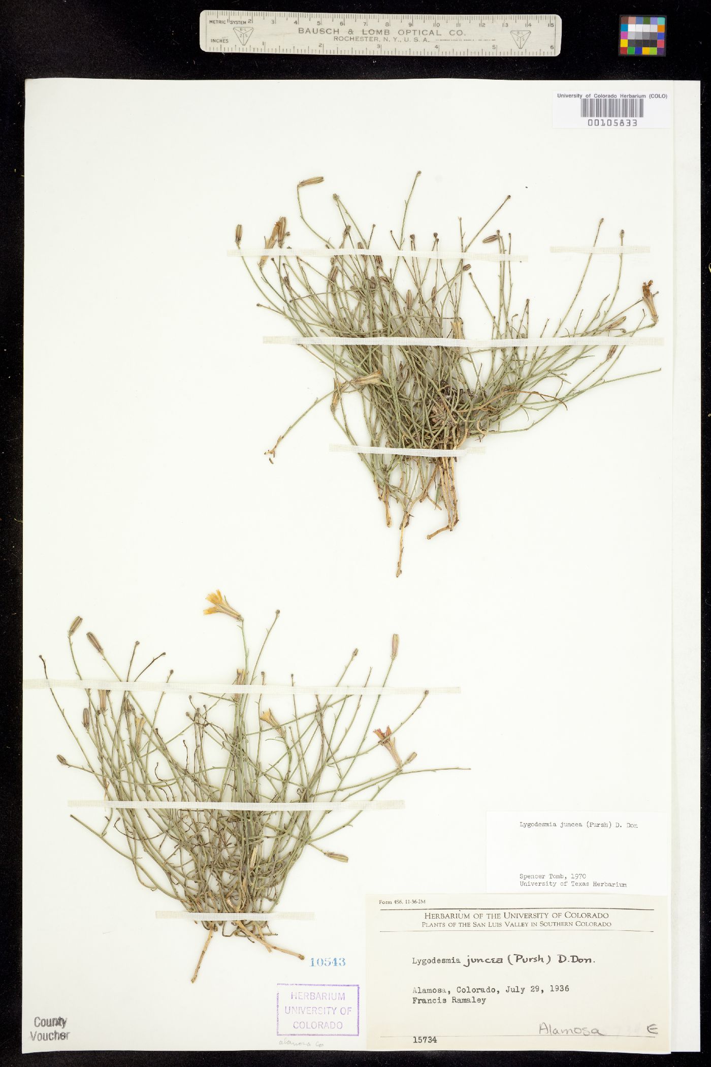 Lygodesmia juncea image