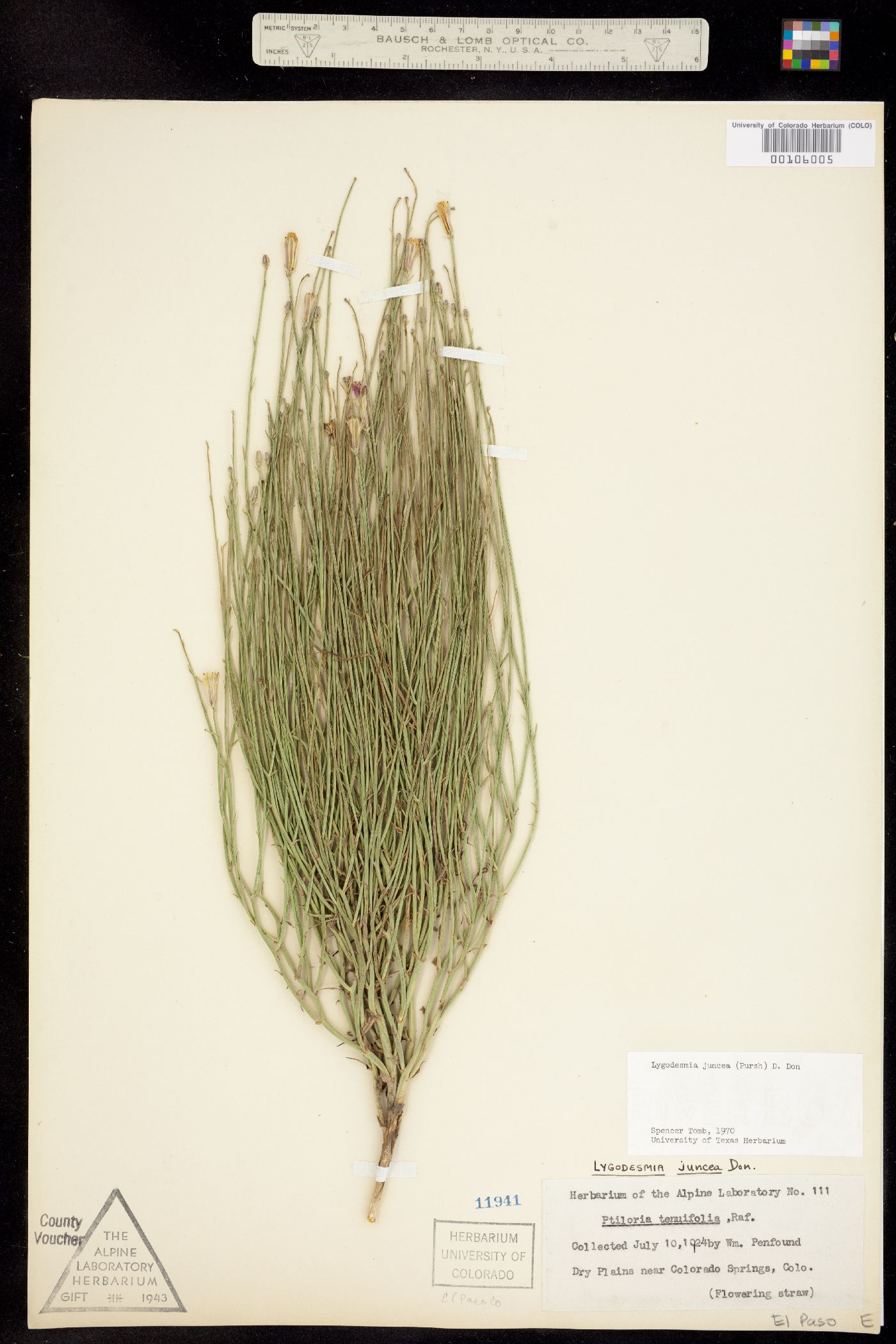 Lygodesmia juncea image