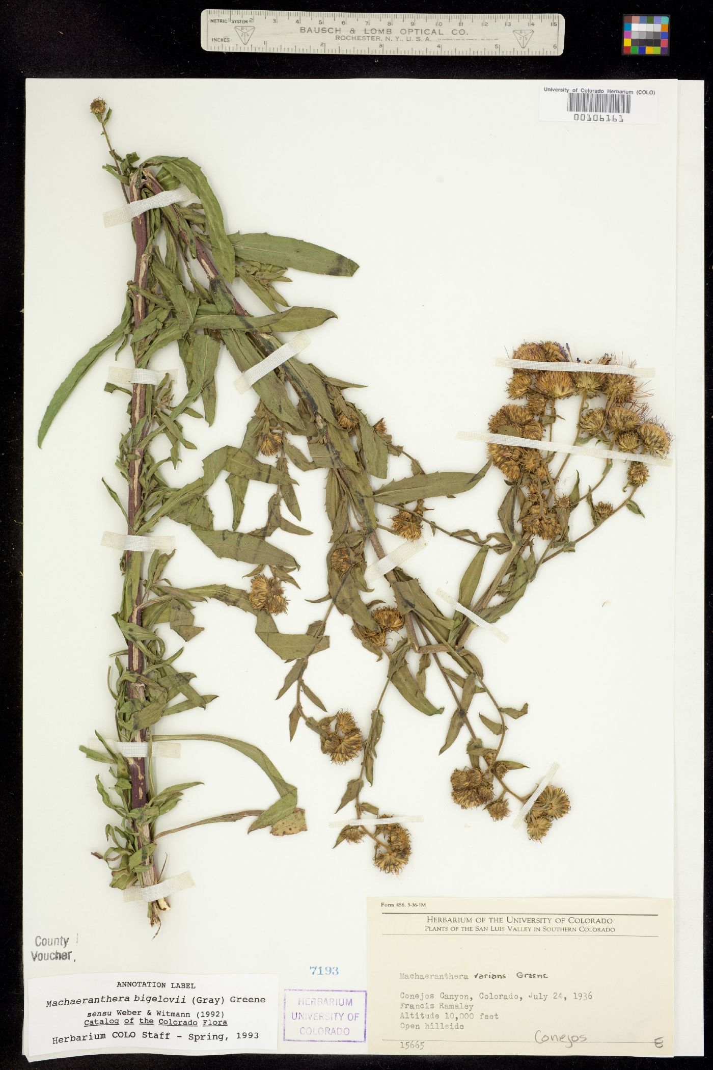 Machaeranthera bigelovii image