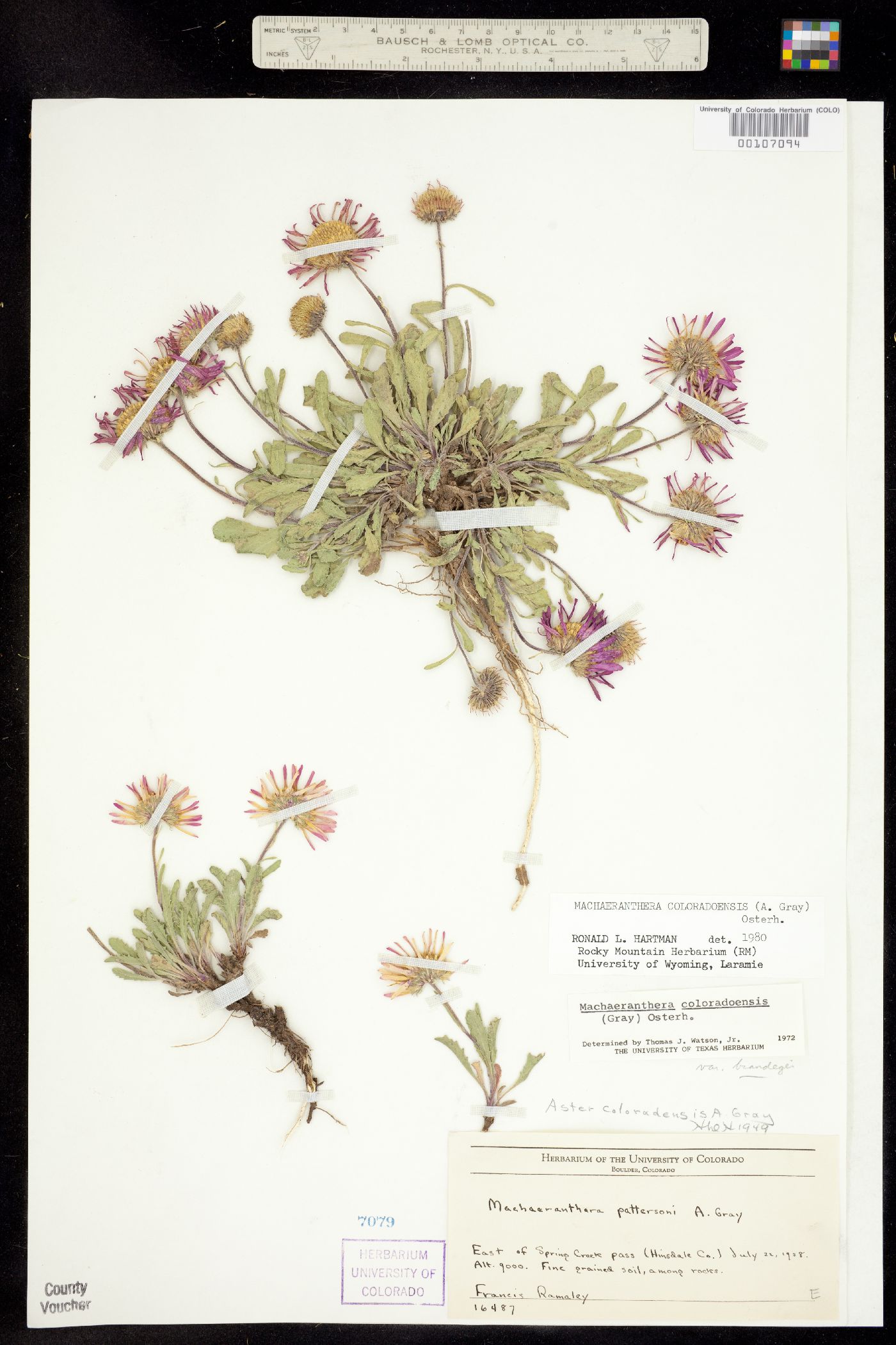 Machaeranthera coloradoensis image