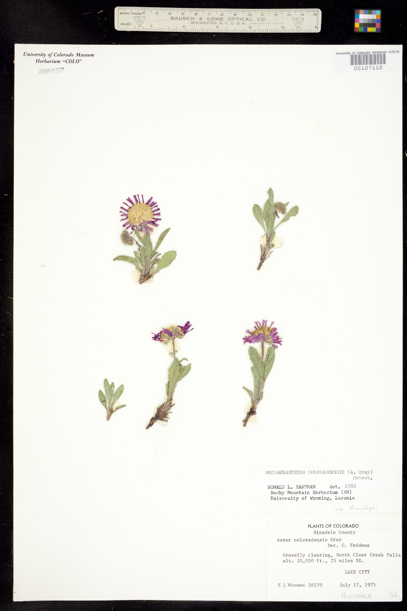 Machaeranthera coloradoensis image