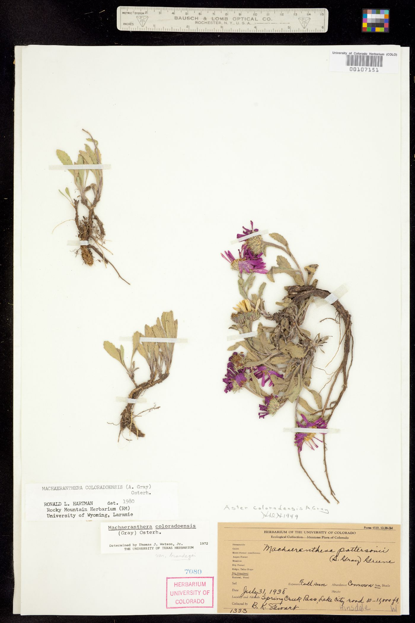 Machaeranthera coloradoënsis image