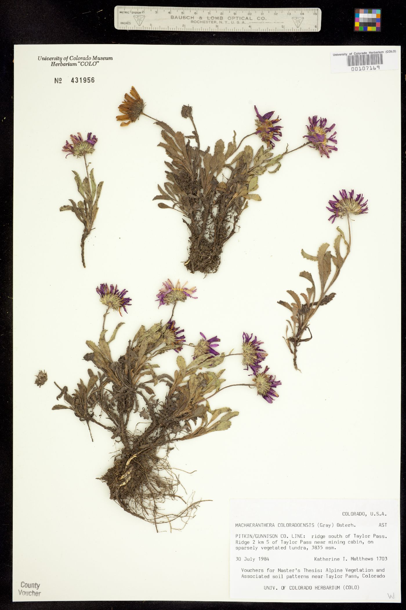 Machaeranthera coloradoënsis image