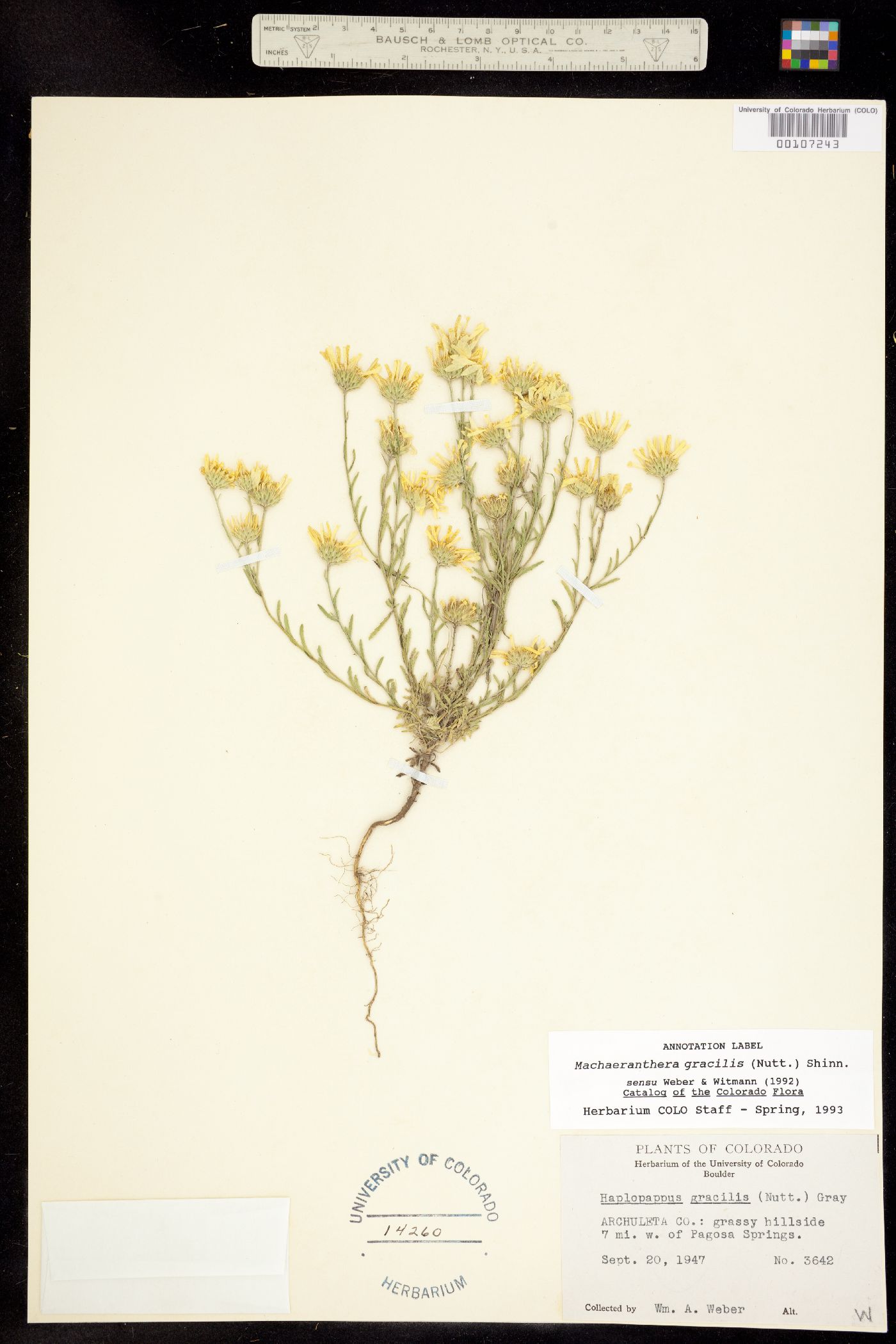 Machaeranthera gracilis image