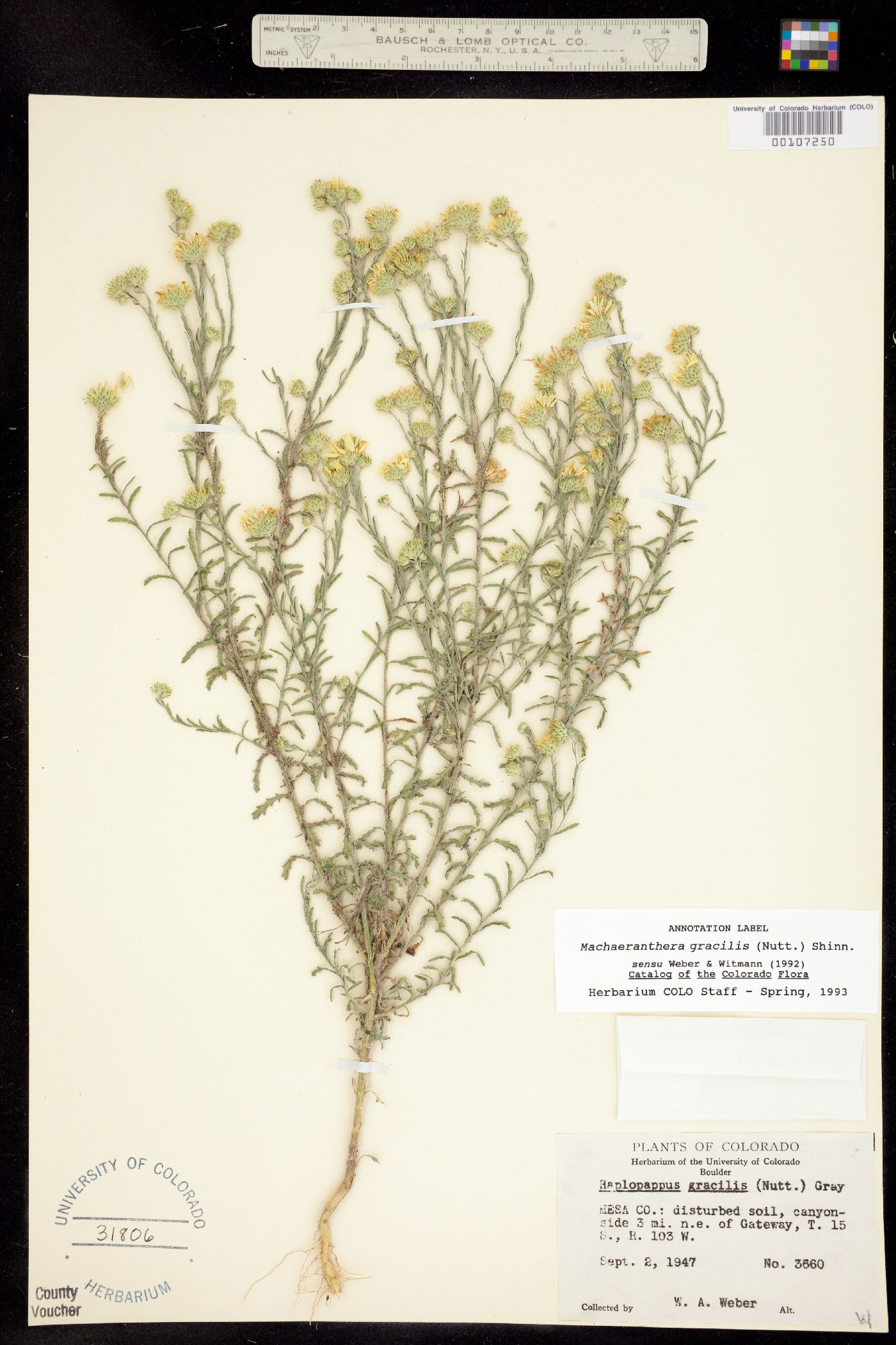 Machaeranthera gracilis image