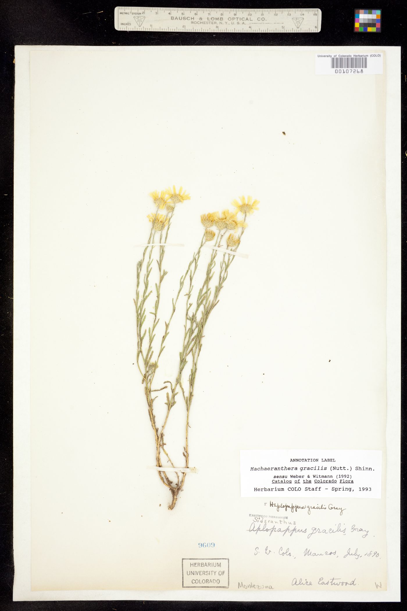 Machaeranthera gracilis image