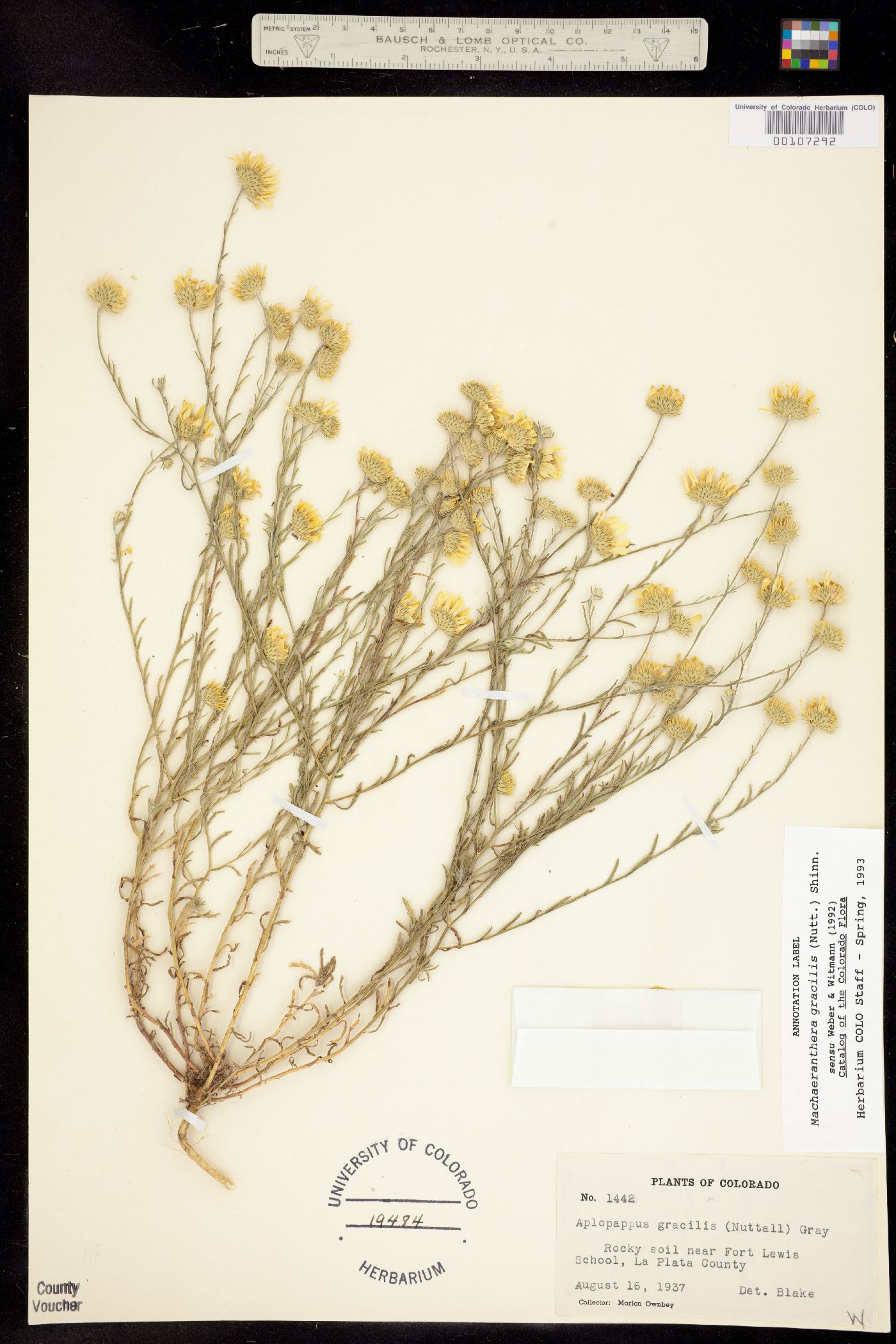 Machaeranthera gracilis image