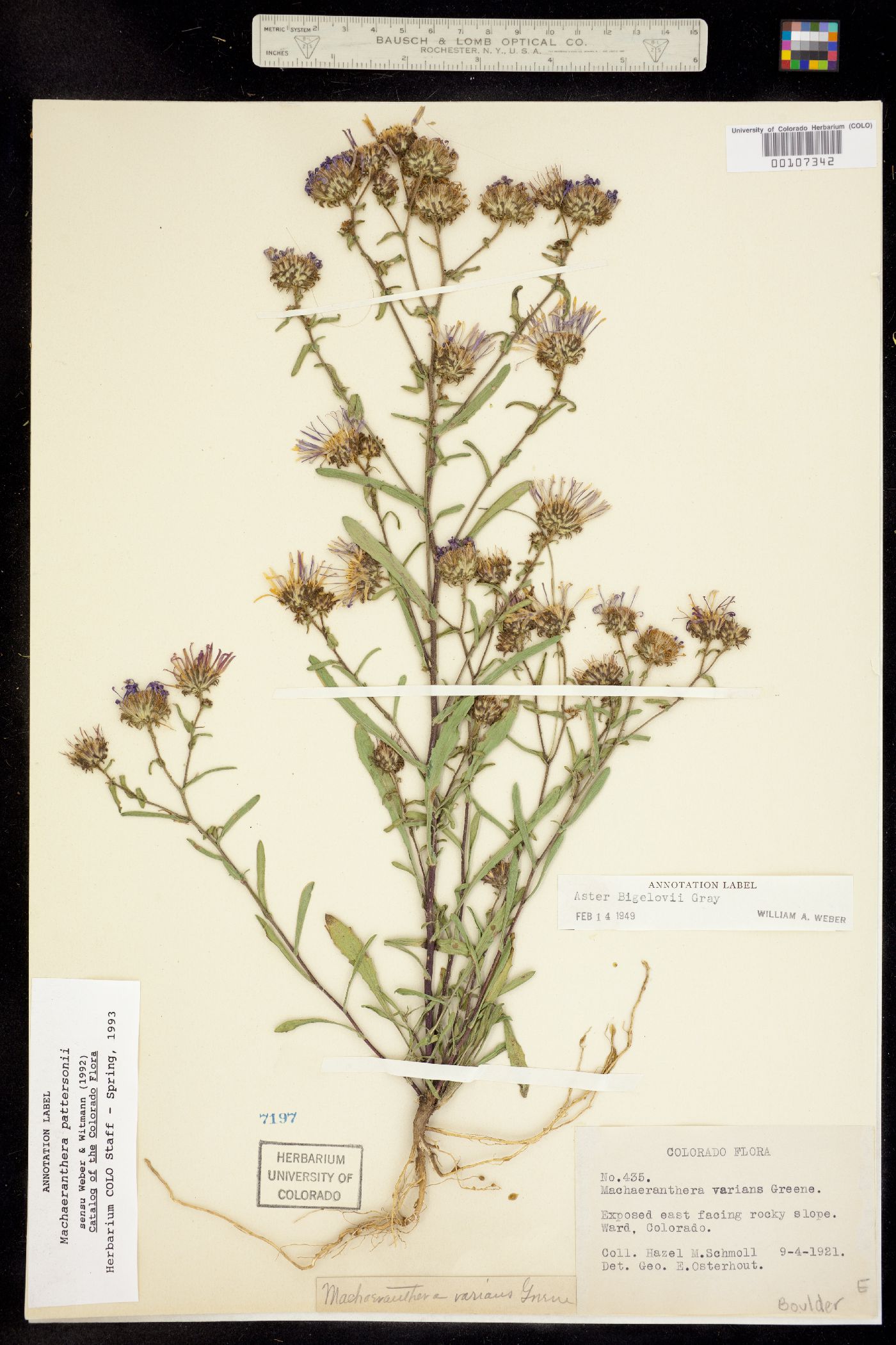 Dieteria bigelovii var. bigelovii image