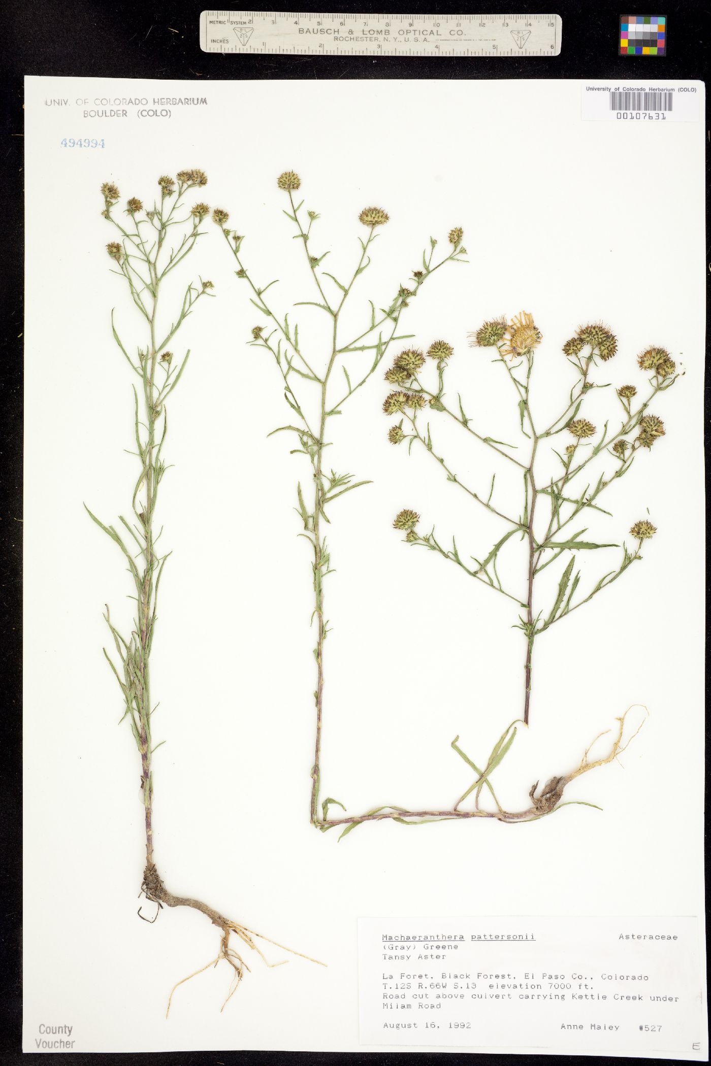 Dieteria bigelovii var. bigelovii image