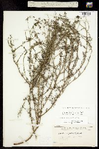 Machaeranthera parviflora image