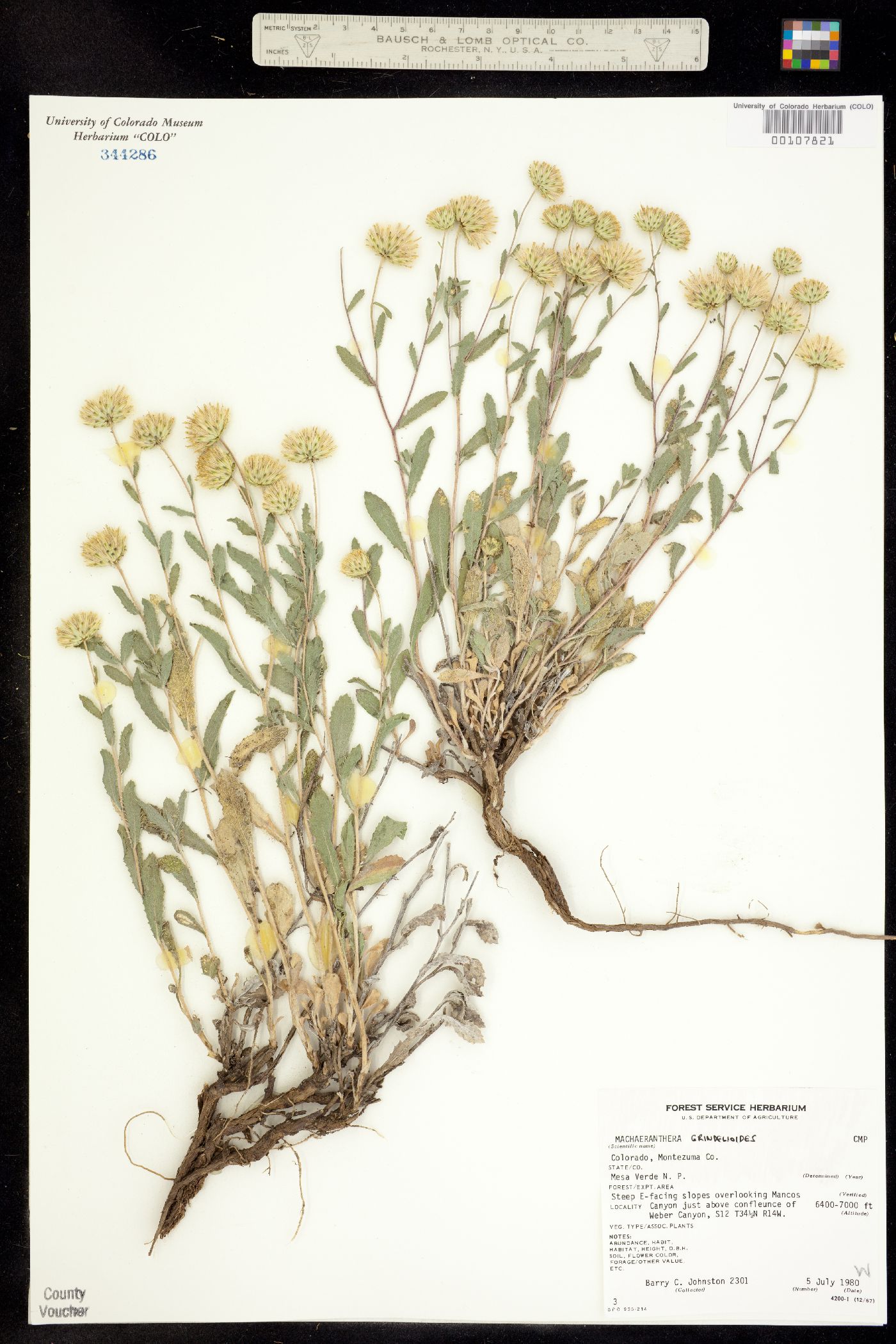 Machaeranthera grindelioides image