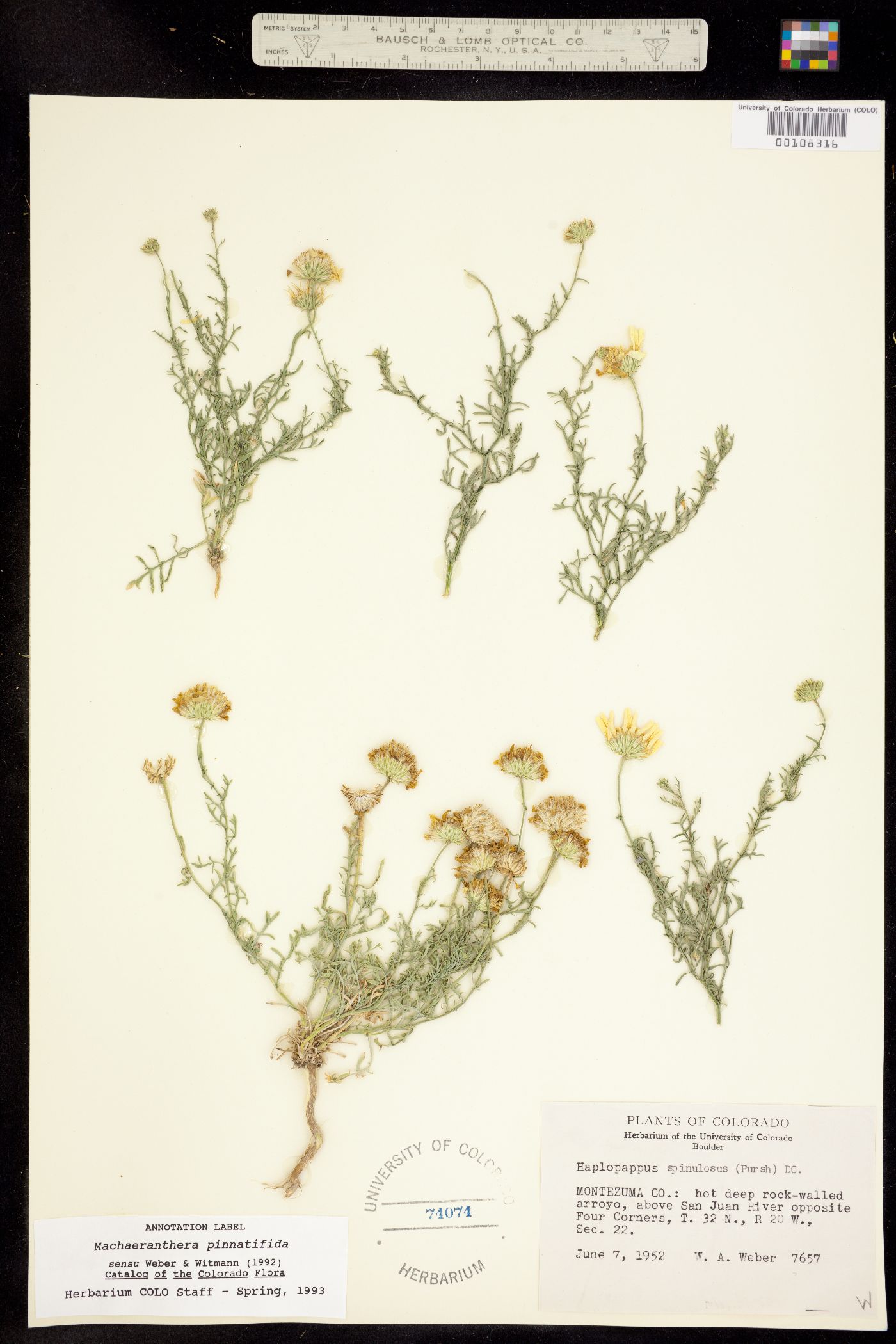 Machaeranthera image