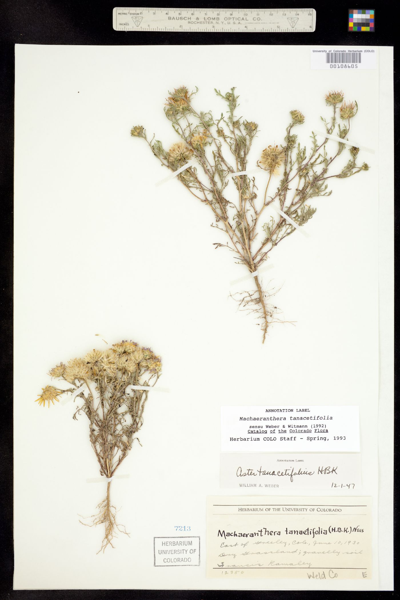 Machaeranthera tanacetifolia image