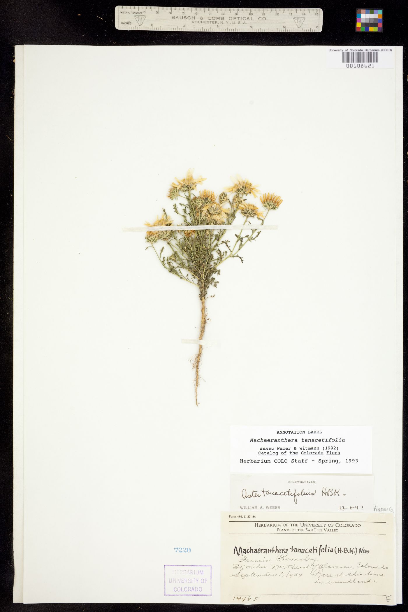 Machaeranthera tanacetifolia image