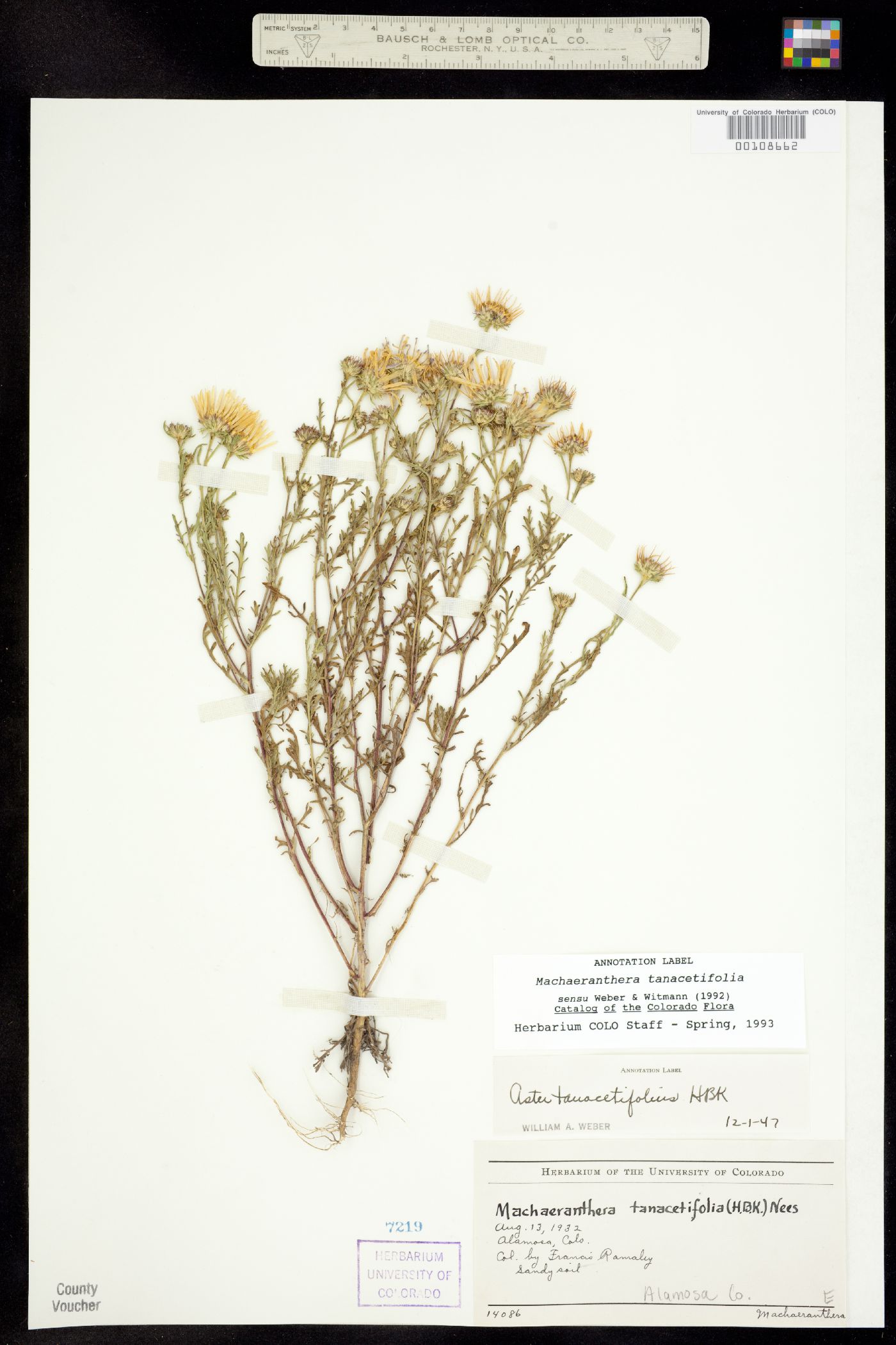 Machaeranthera tanacetifolia image