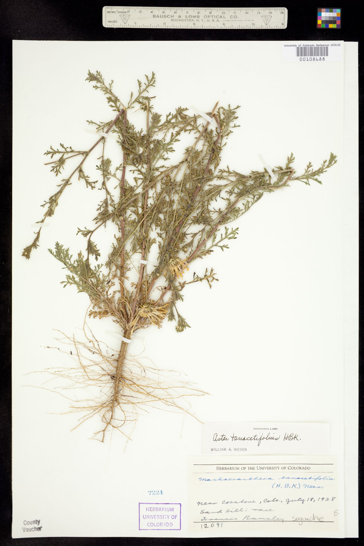 Machaeranthera tanacetifolia image