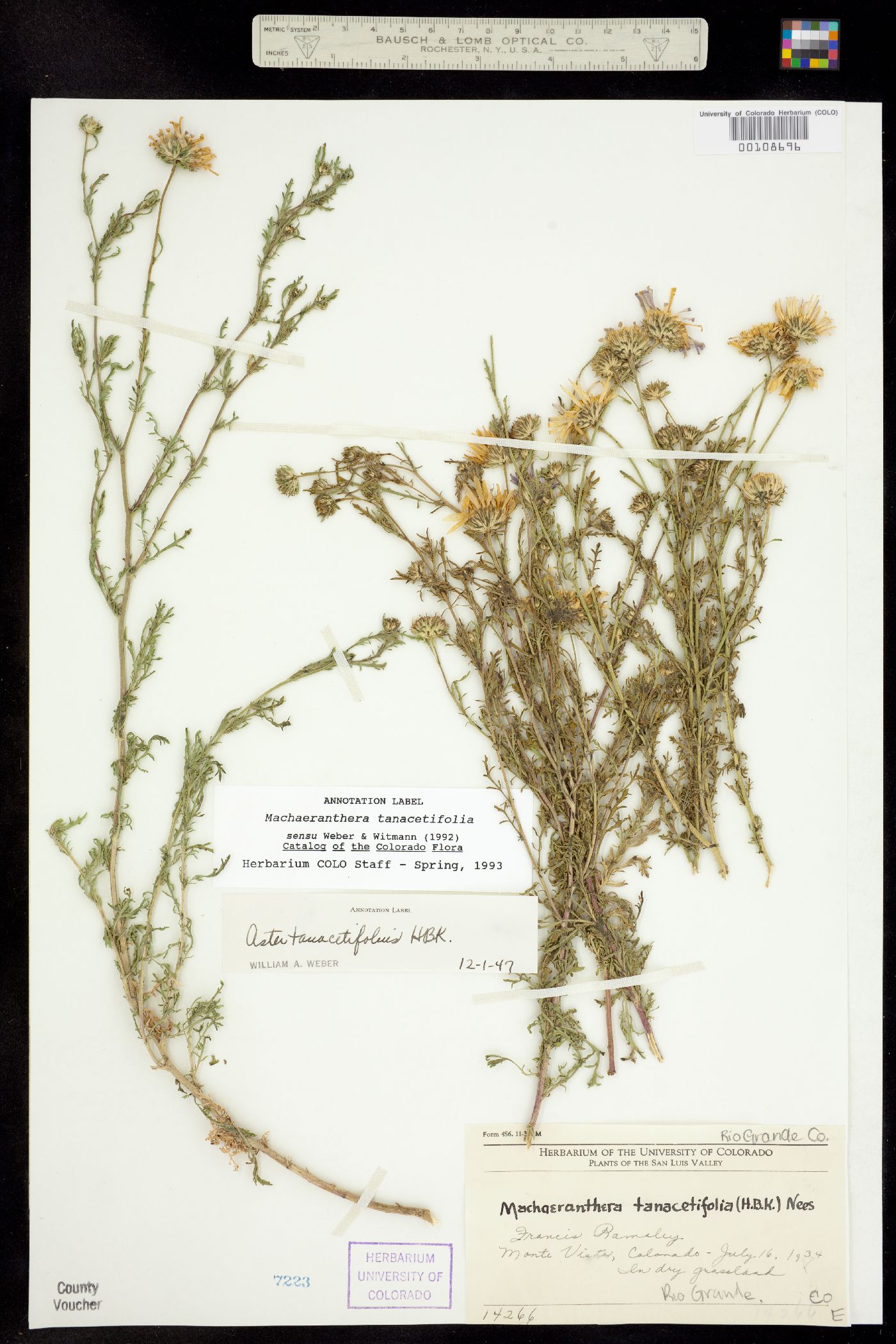 Machaeranthera tanacetifolia image