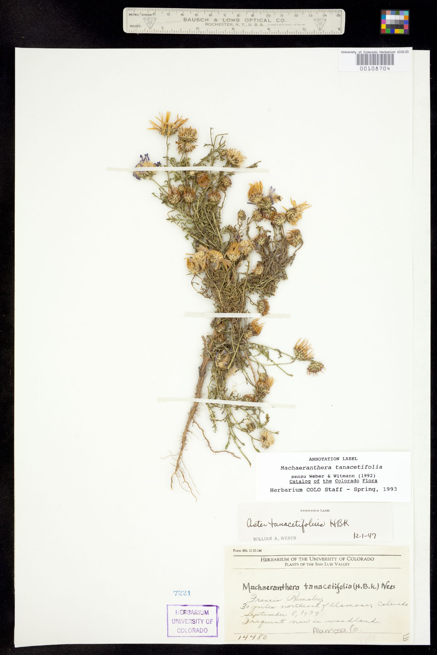 Machaeranthera tanacetifolia image