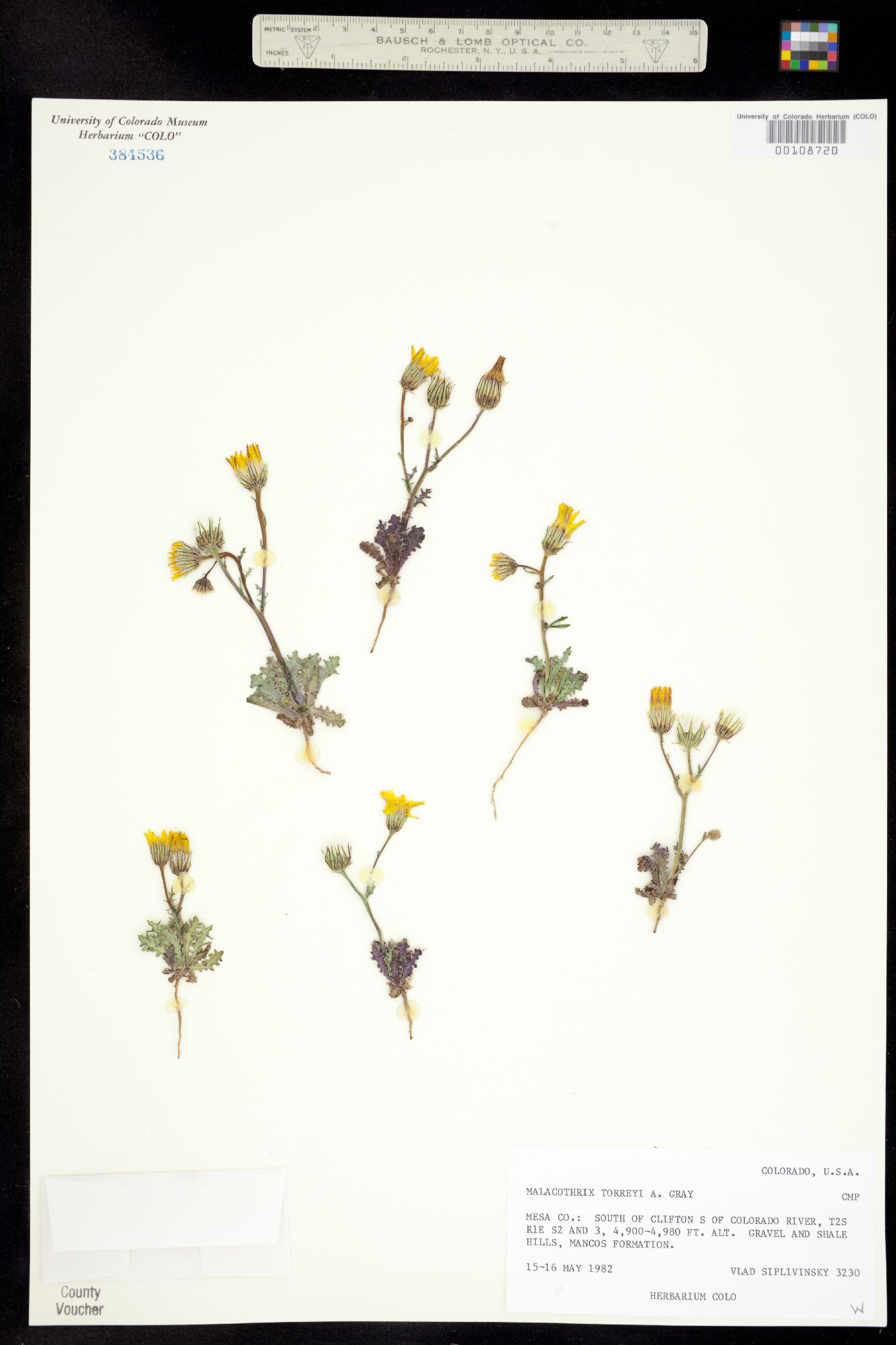 Malacothrix torreyi image