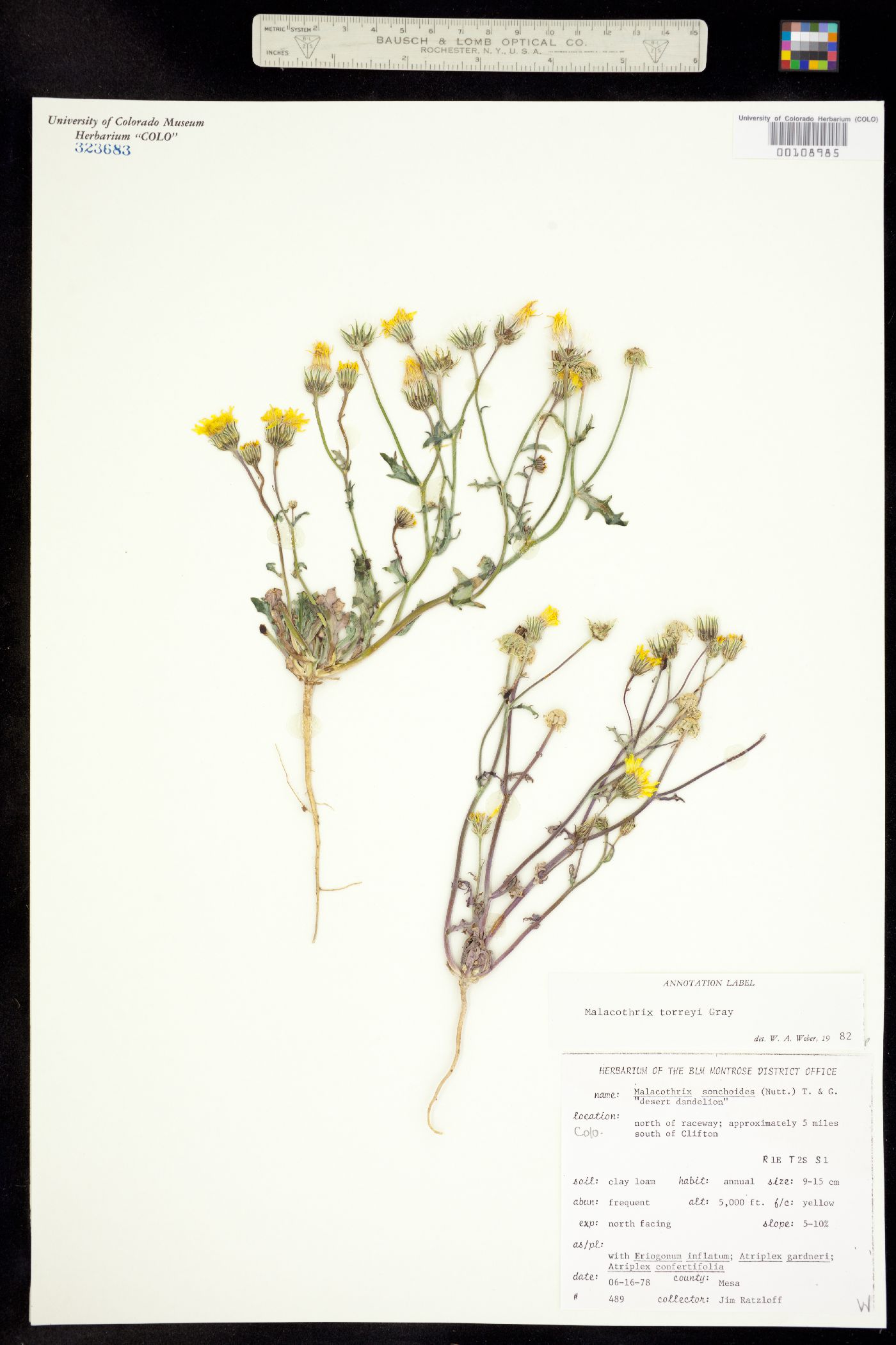 Malacothrix torreyi image