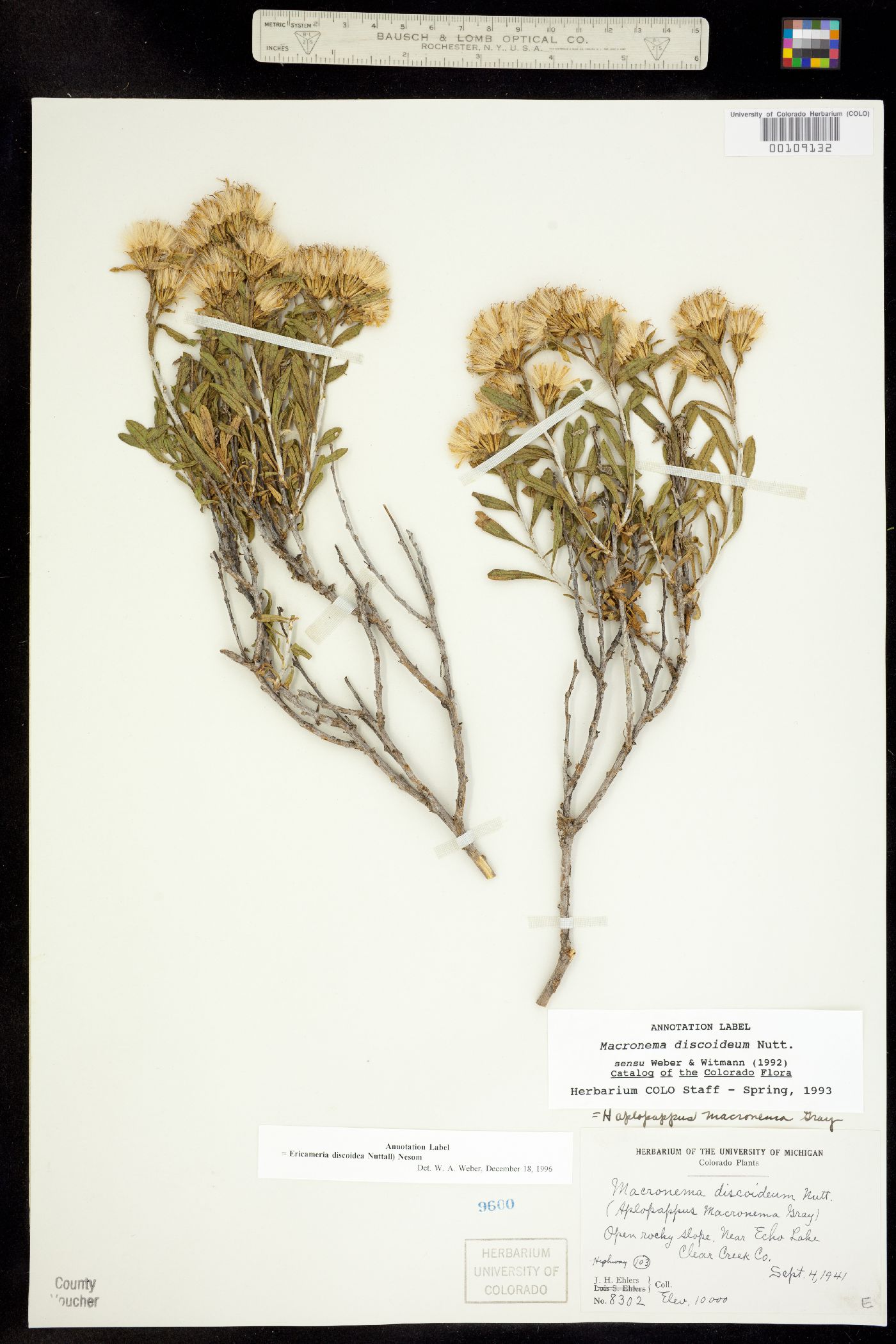 Ericameria discoidea image