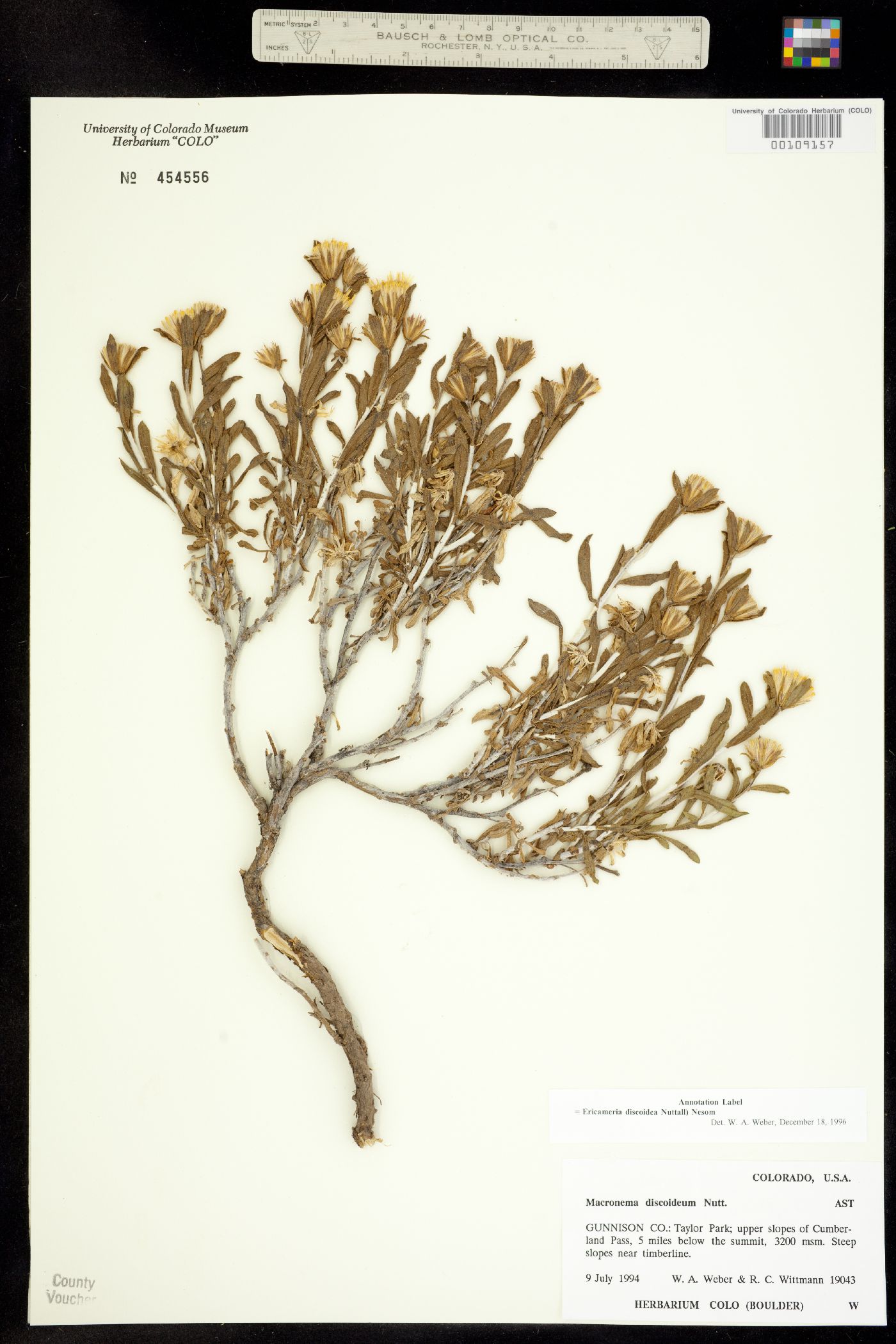 Ericameria discoidea image