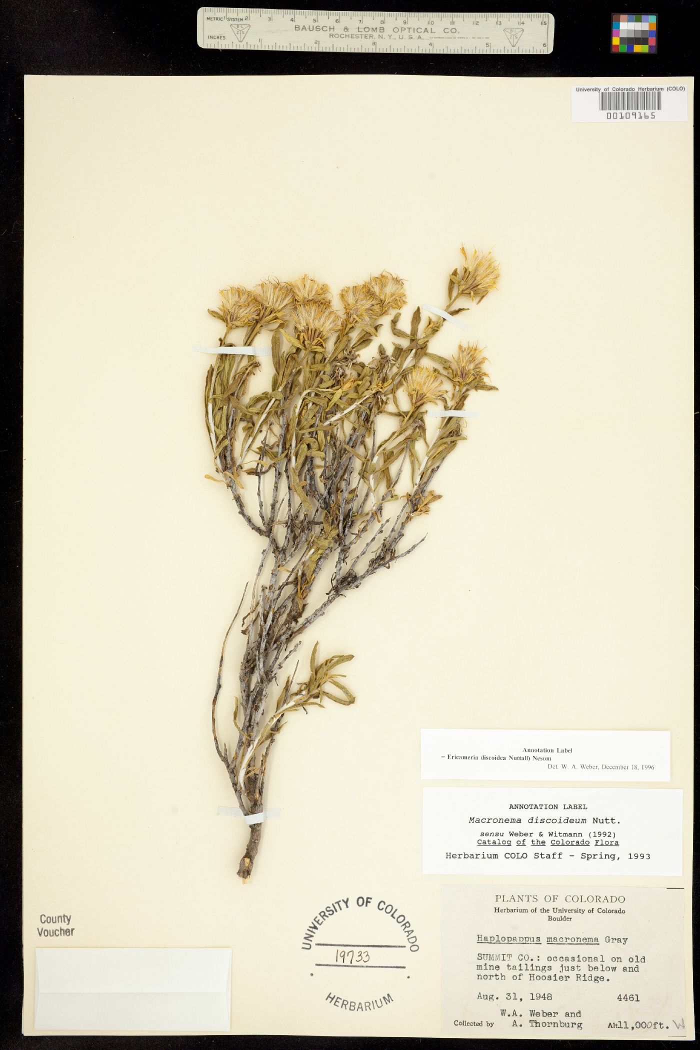 Ericameria discoidea image