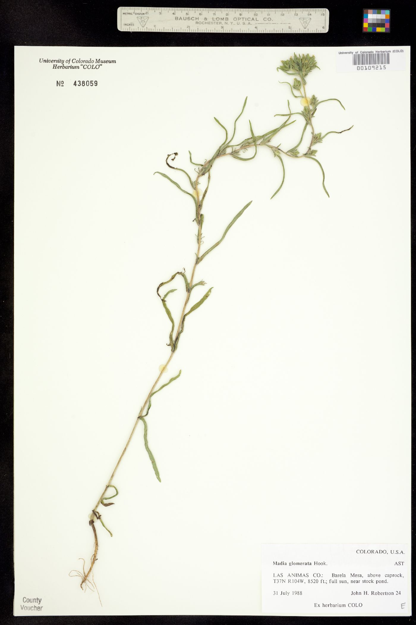 Madia glomerata image