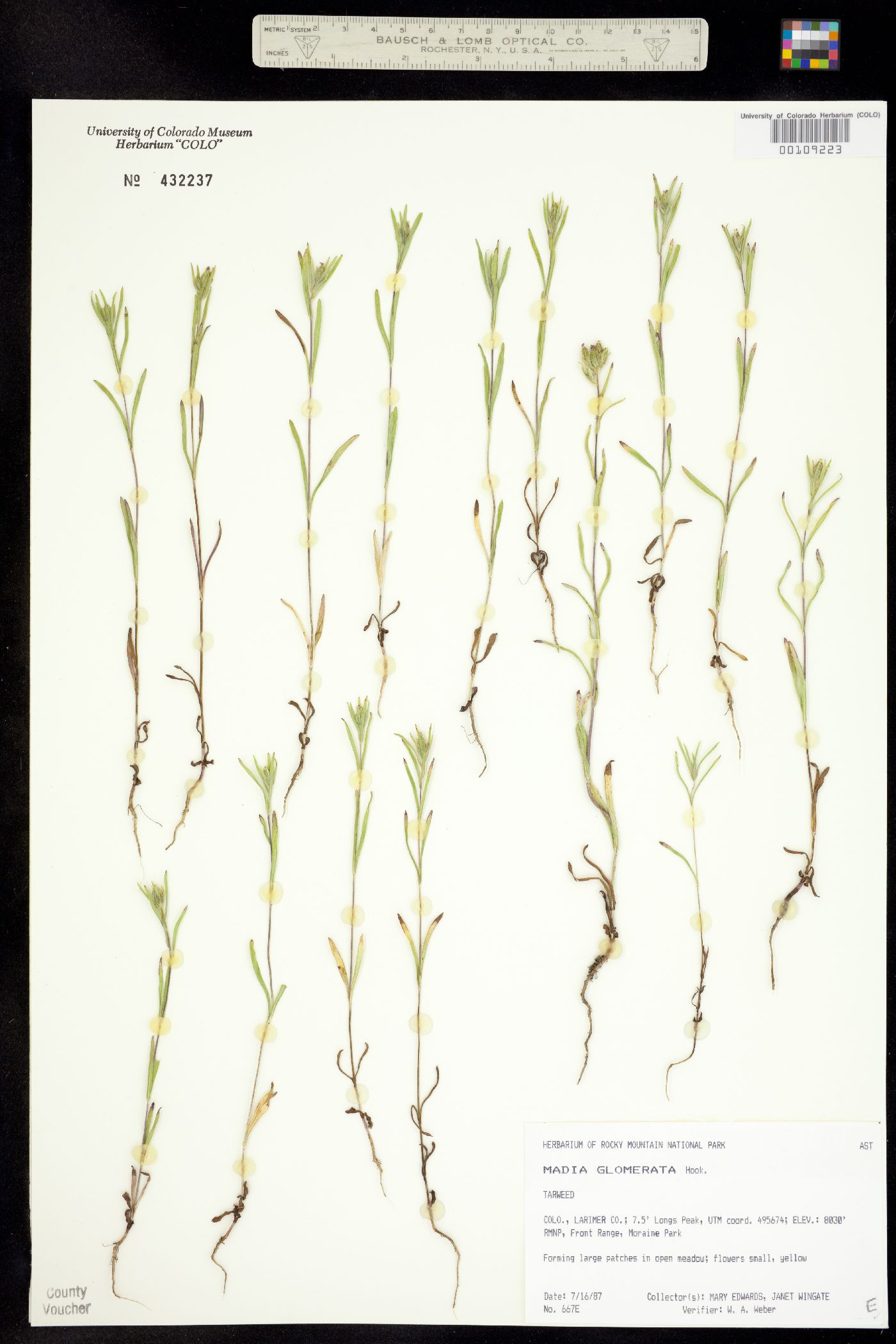 Madia glomerata image