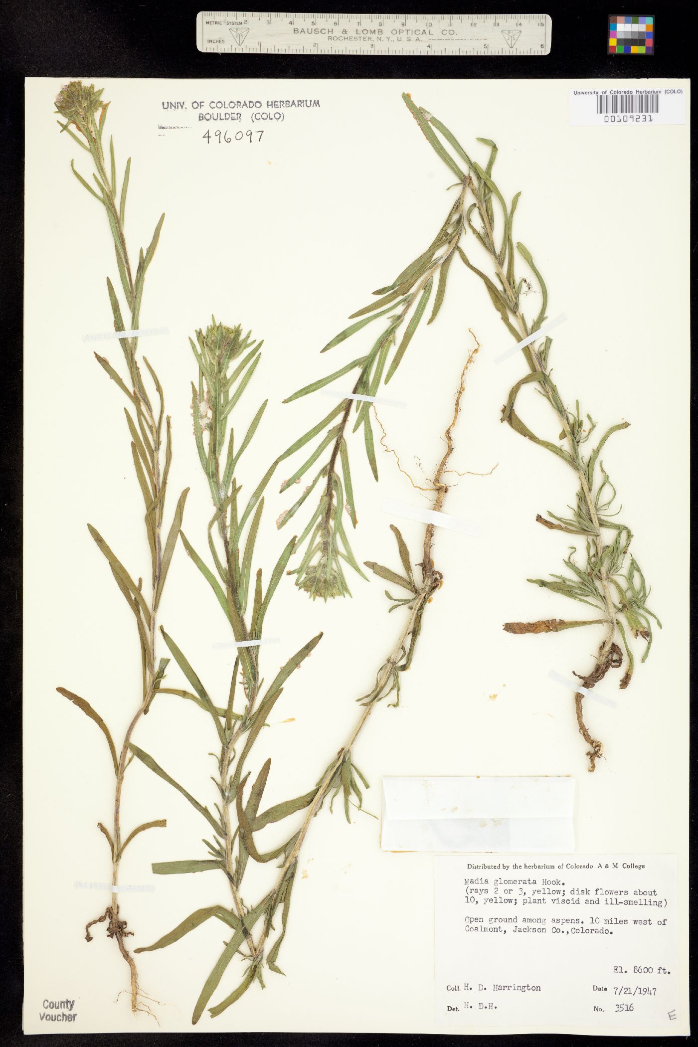 Madia glomerata image