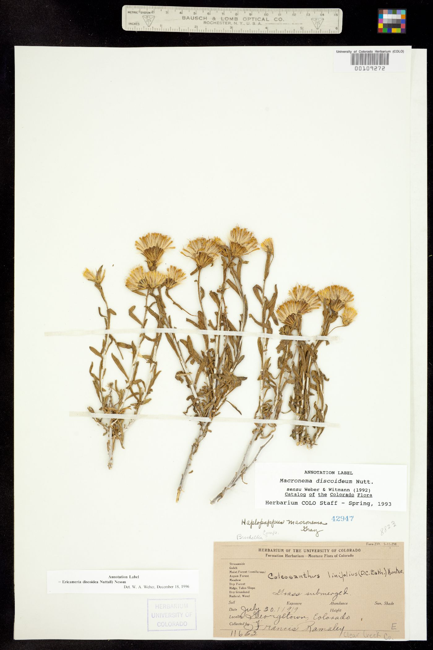 Ericameria discoidea image