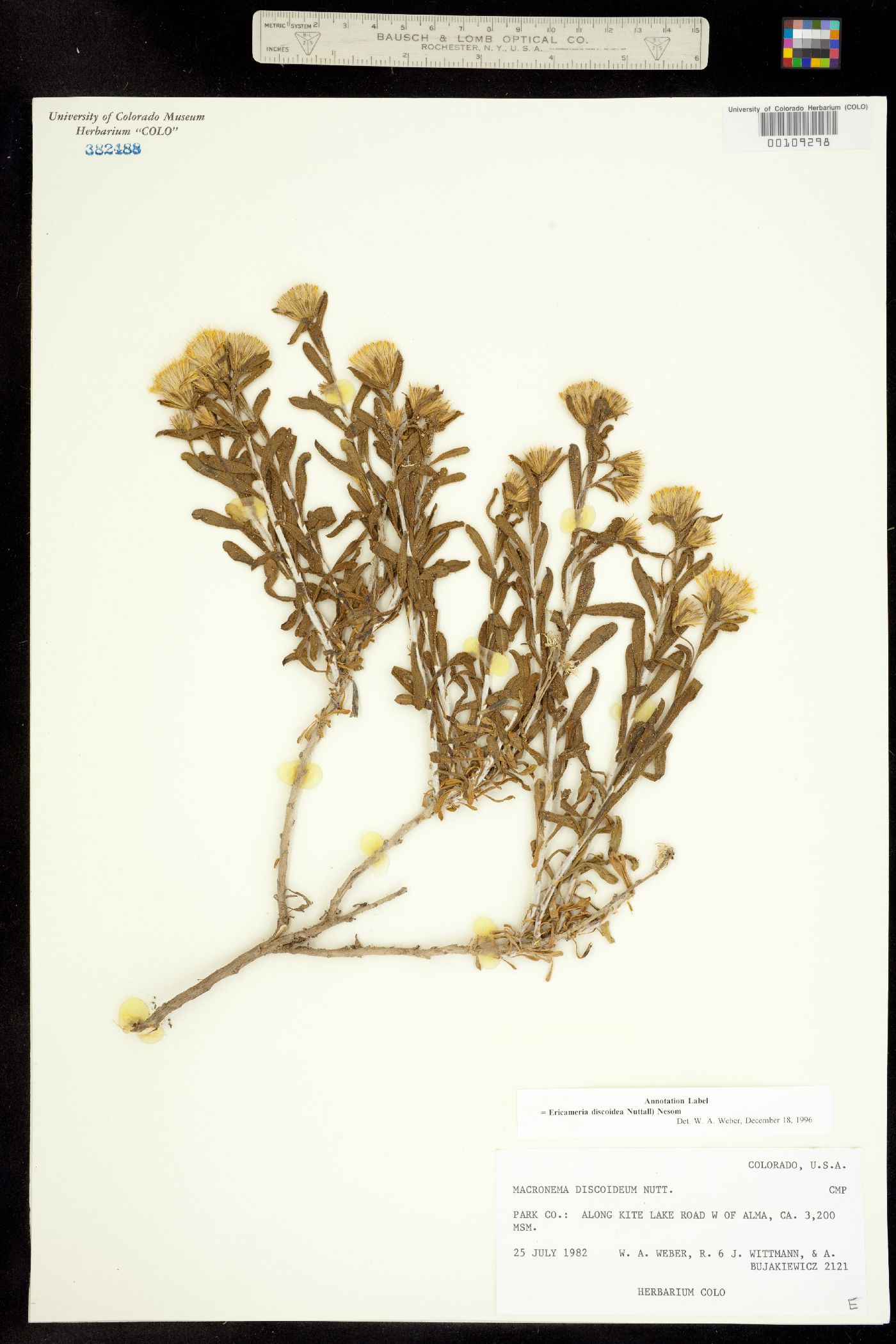 Ericameria discoidea image