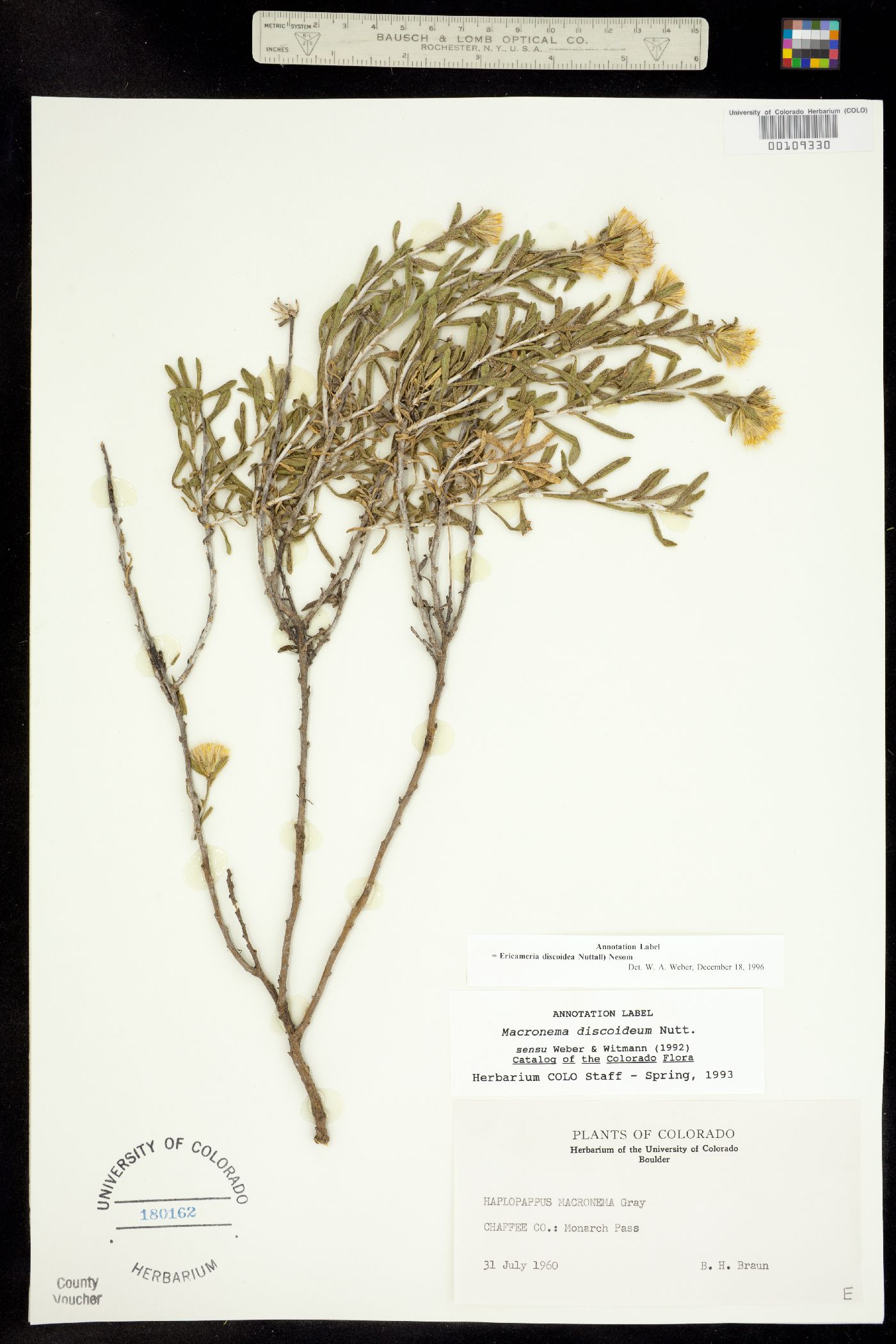 Ericameria discoidea image