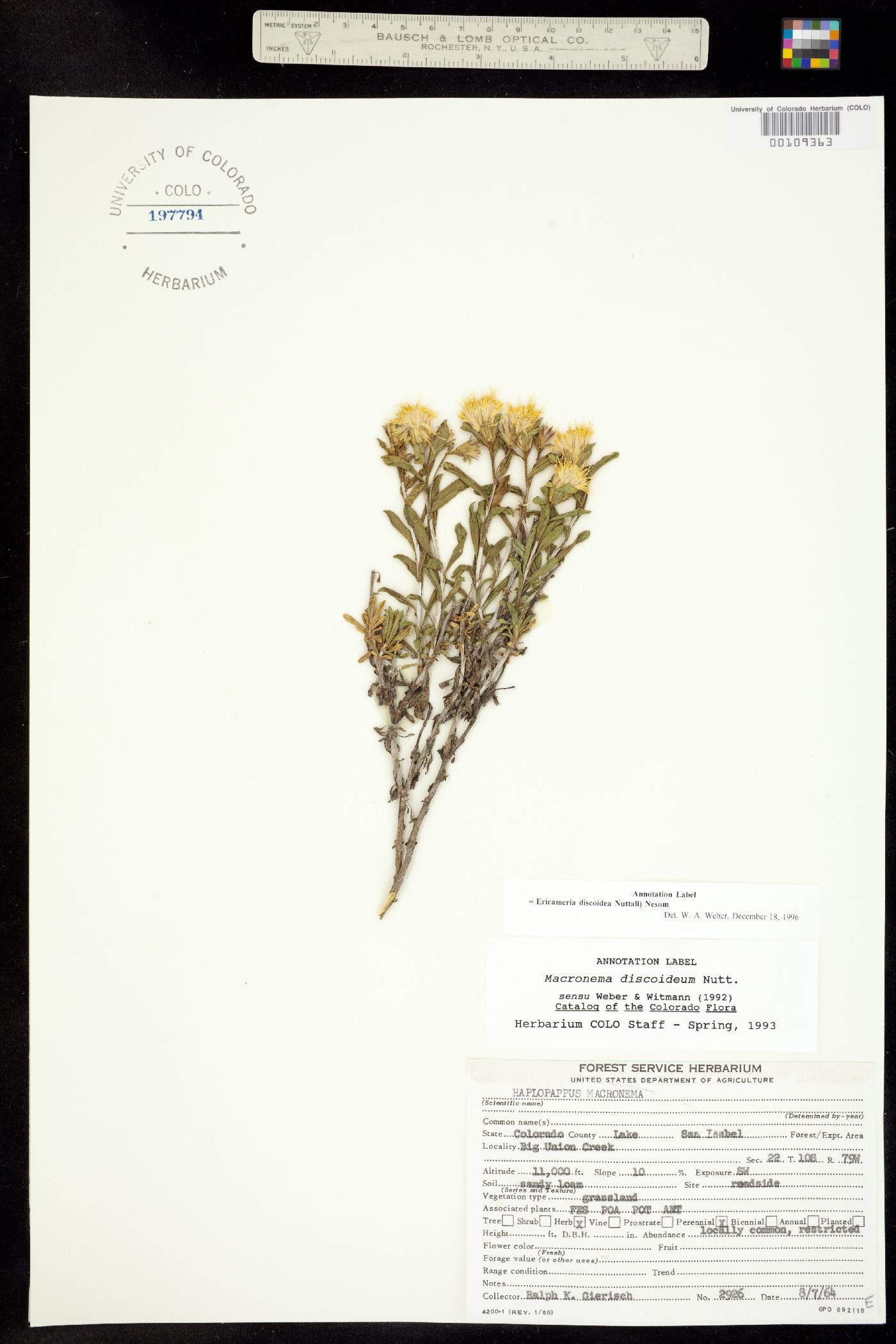 Ericameria discoidea image