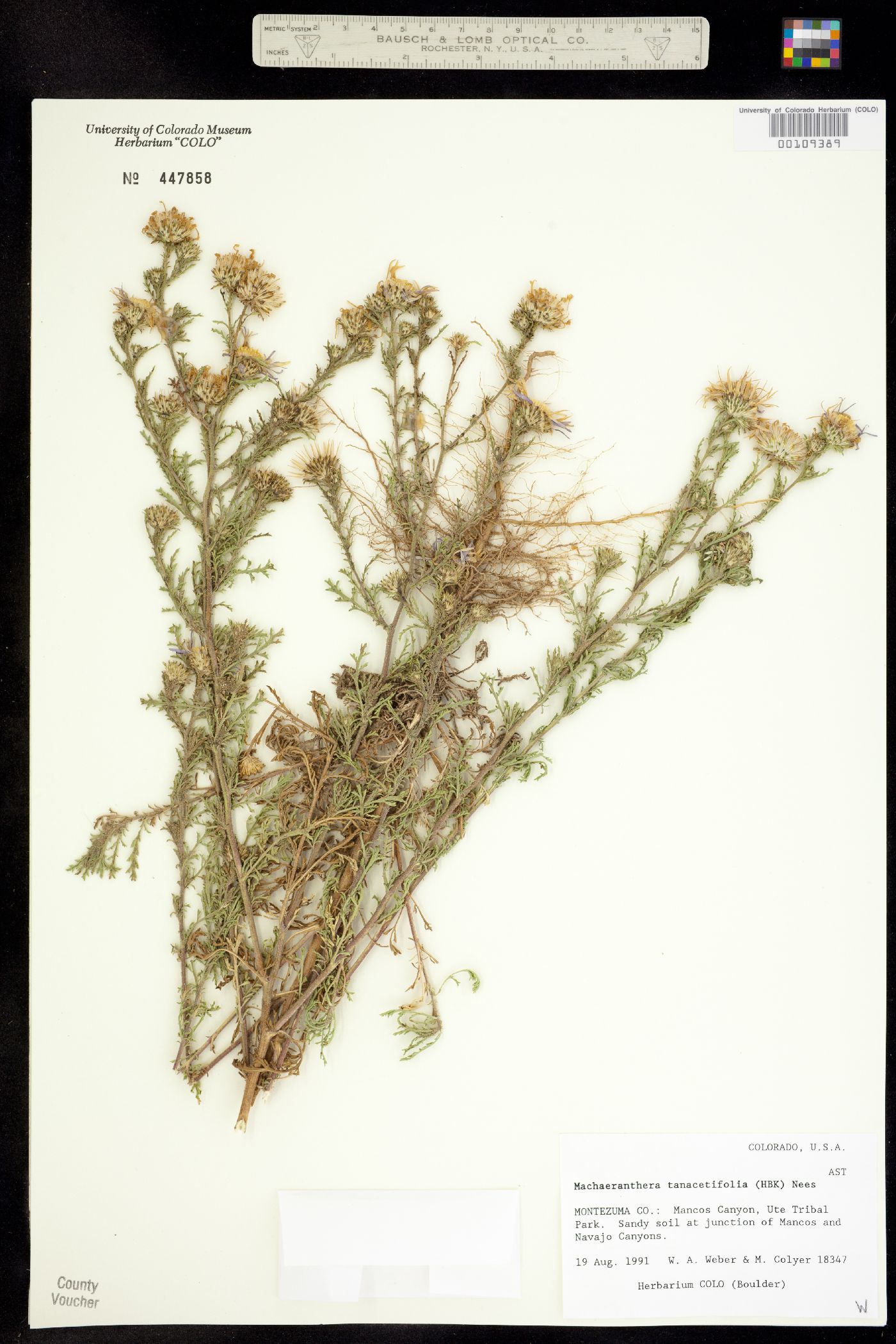 Machaeranthera tanacetifolia image