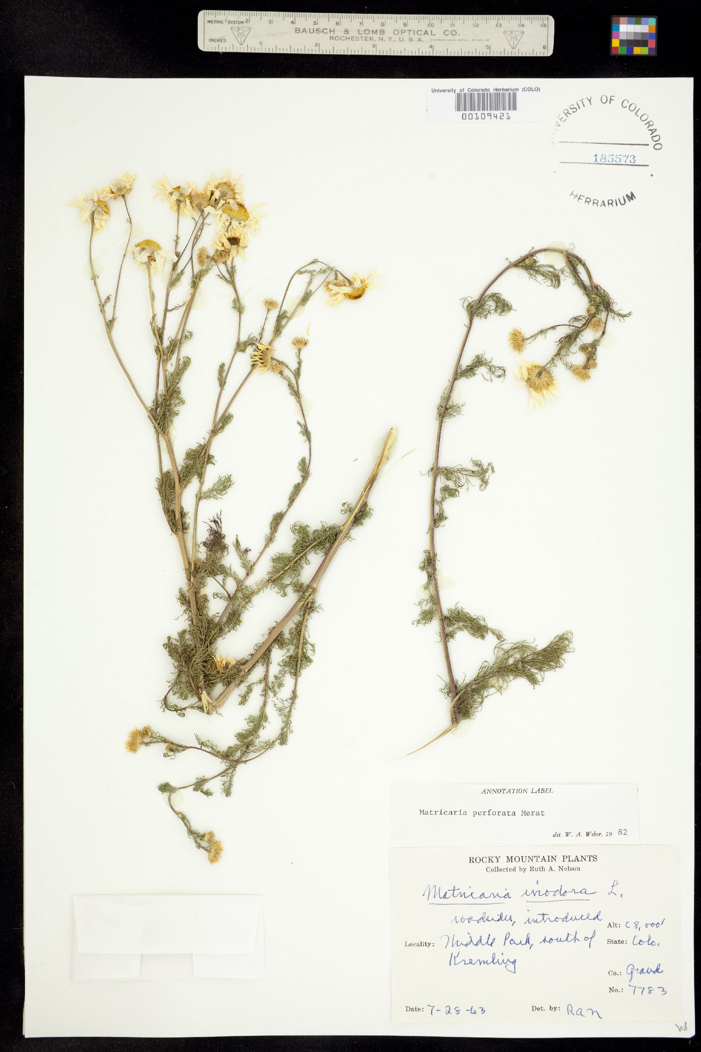 Matricaria perforata image