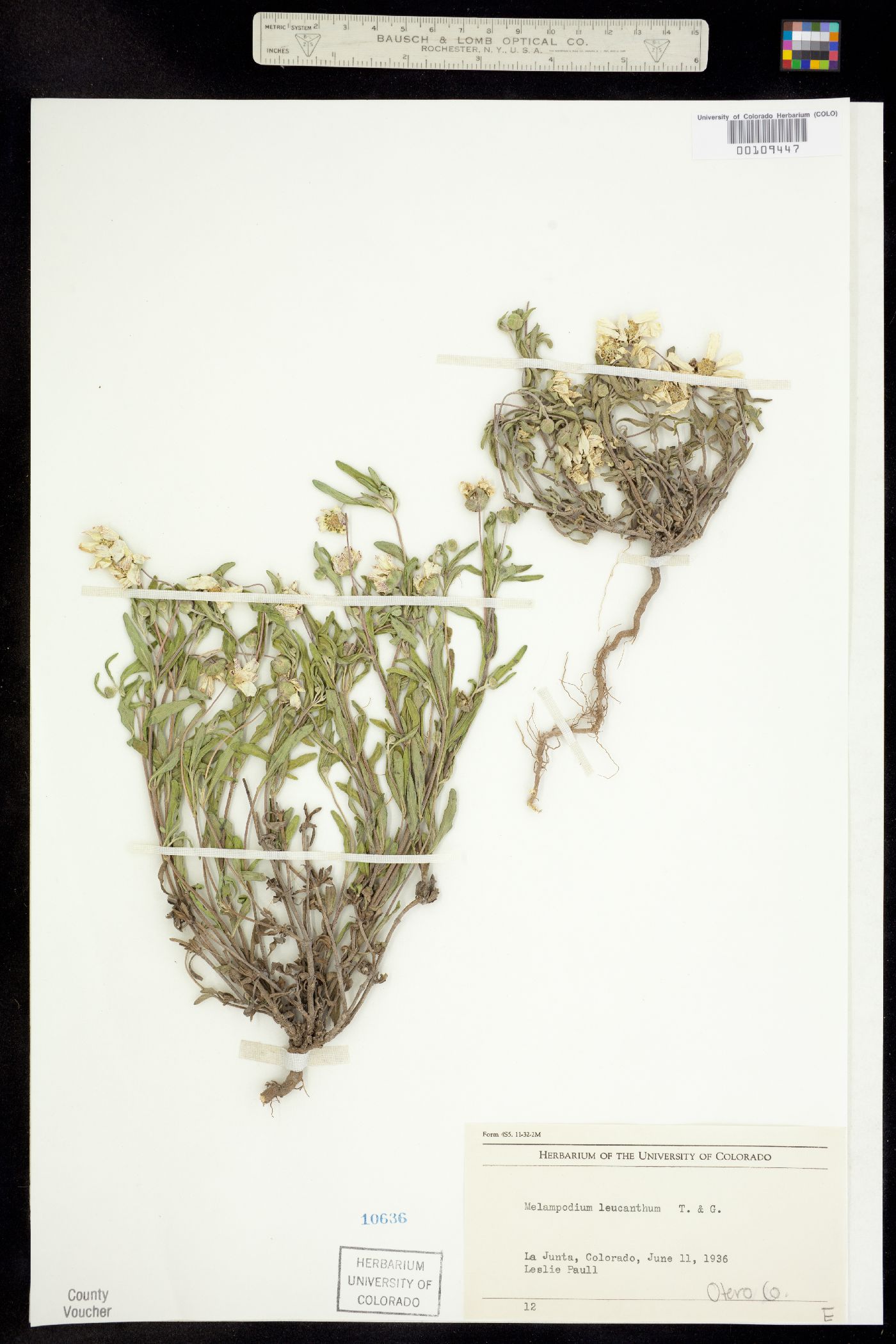 Melampodium leucanthum image