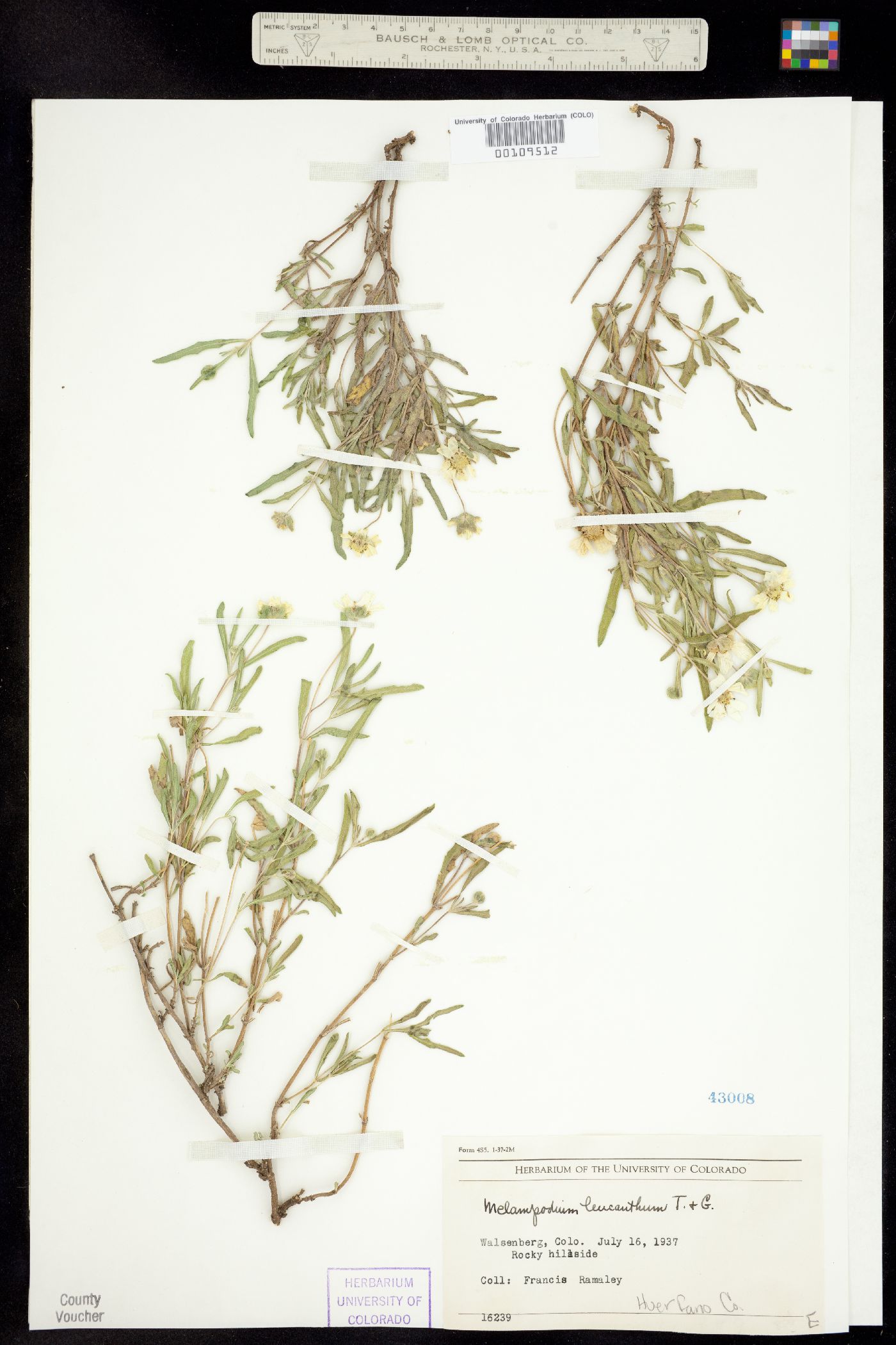 Melampodium leucanthum image