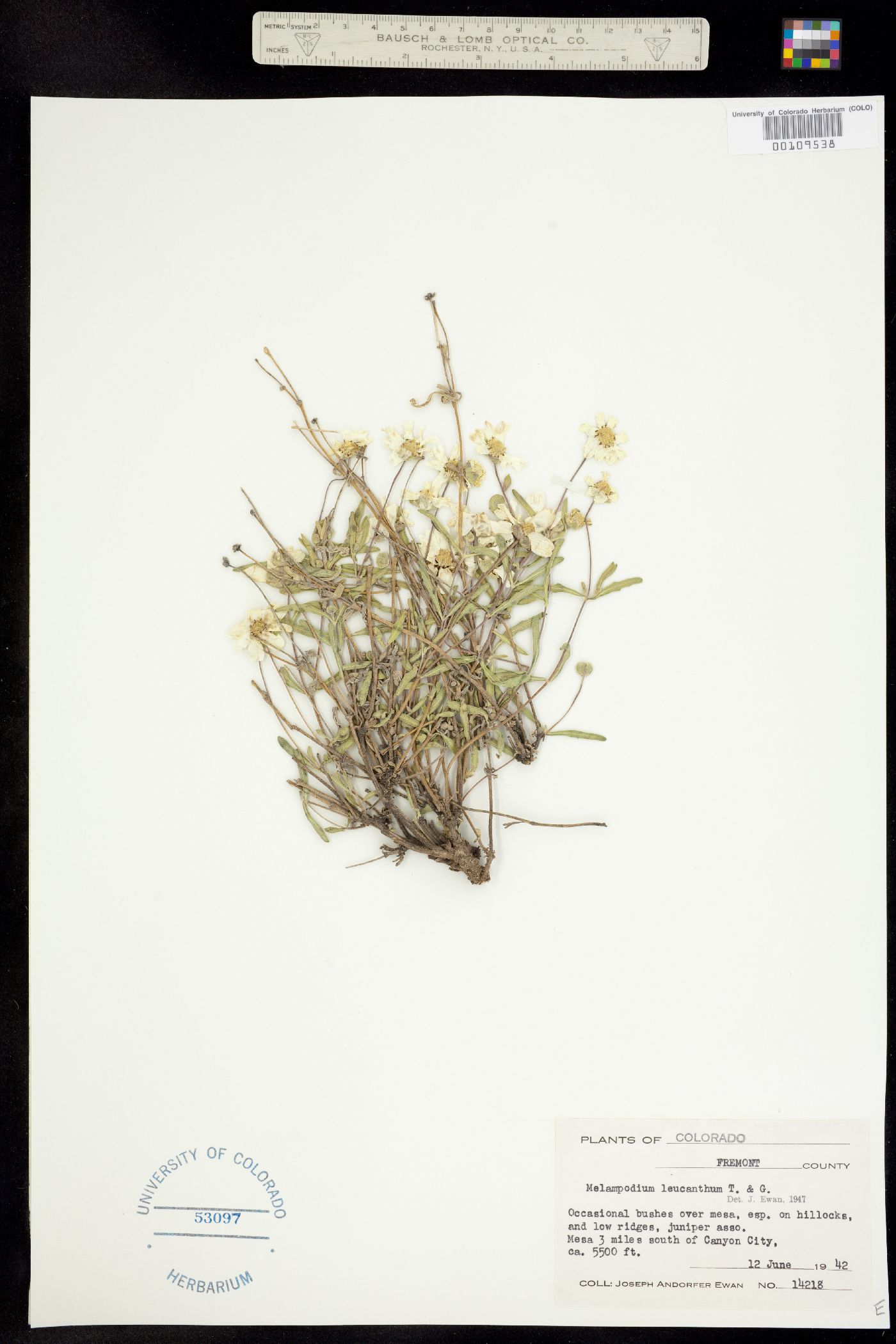 Melampodium leucanthum image