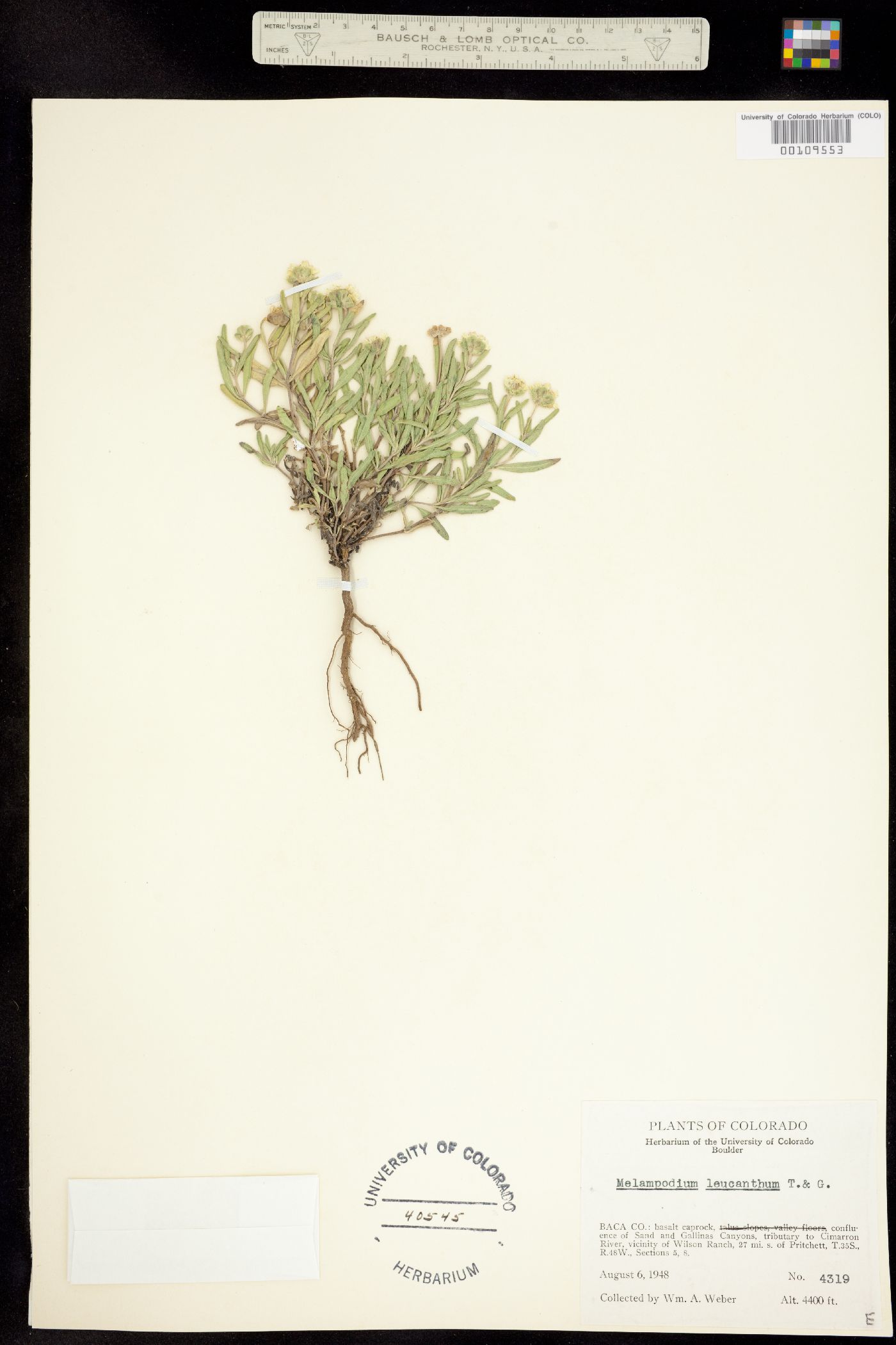 Melampodium leucanthum image